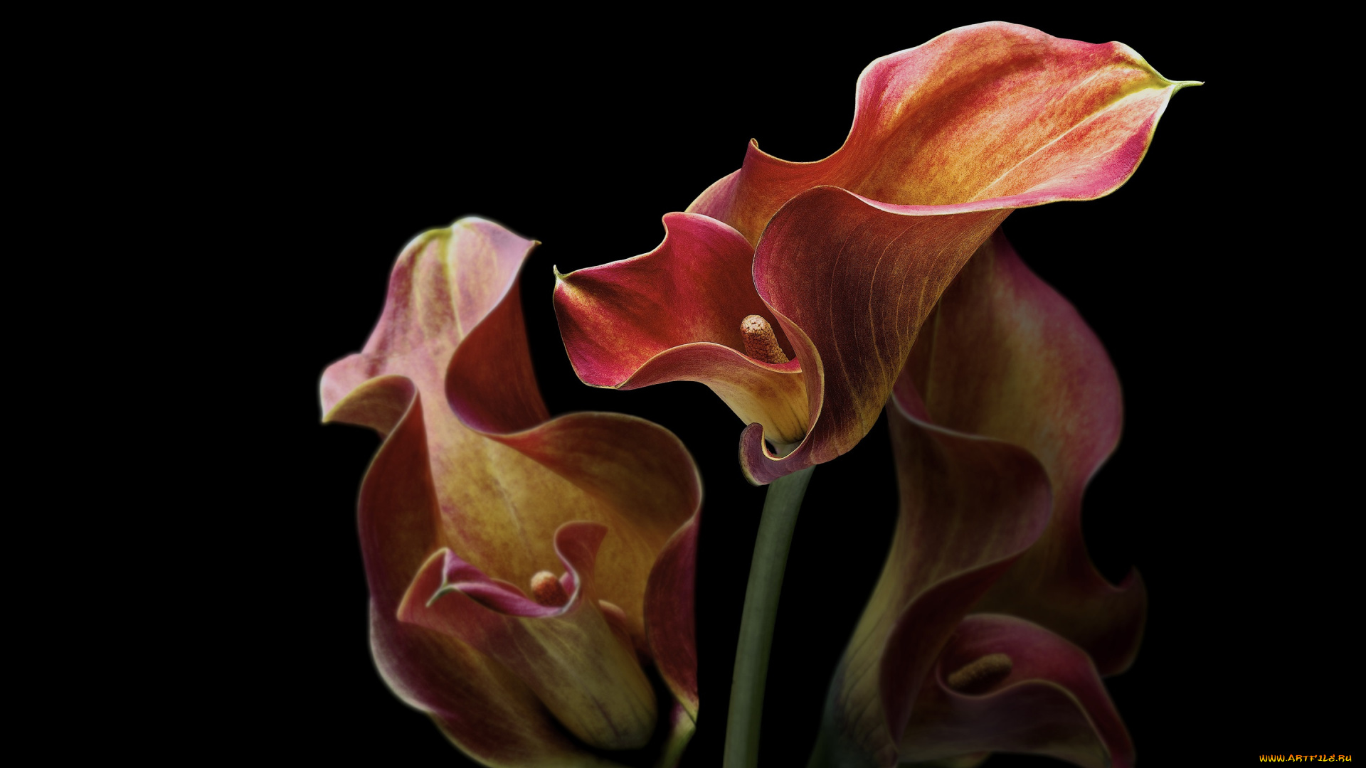 цветы, каллы, фон, черный