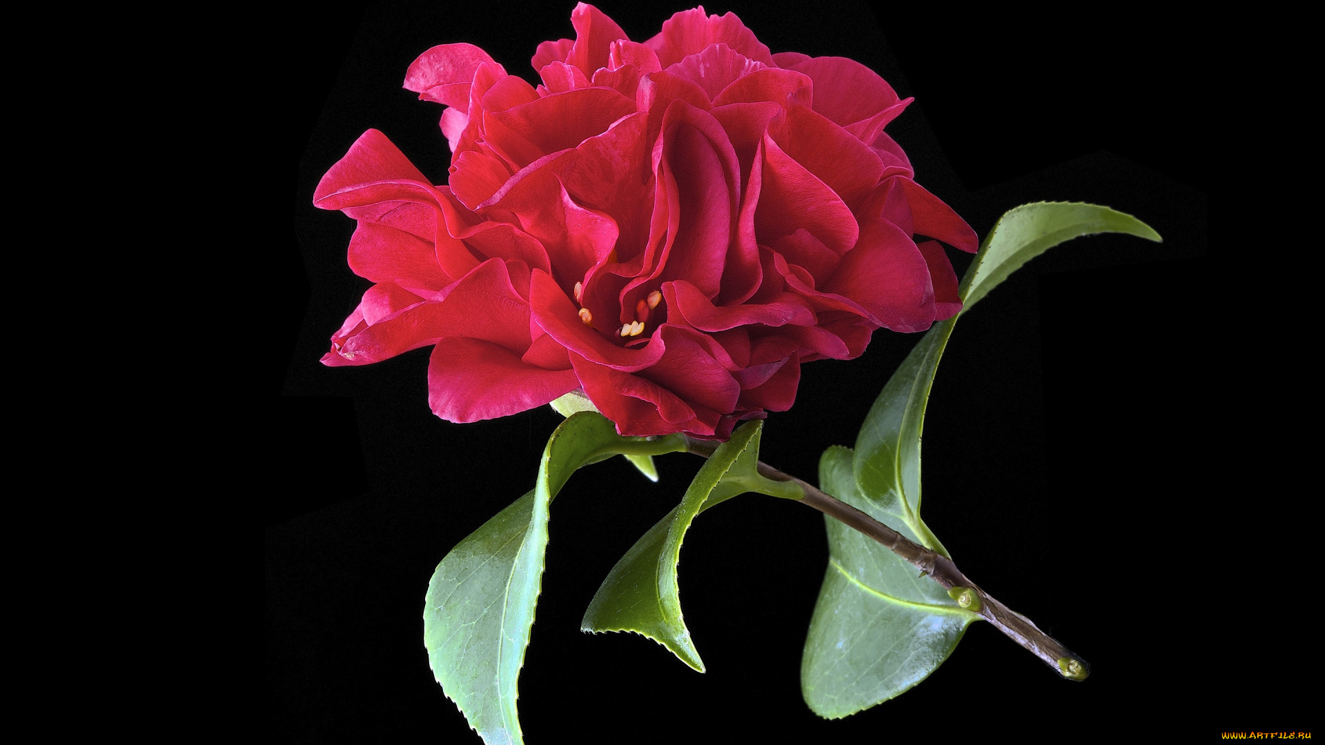 цветы, камелии, цветок, фон, камелия, красный