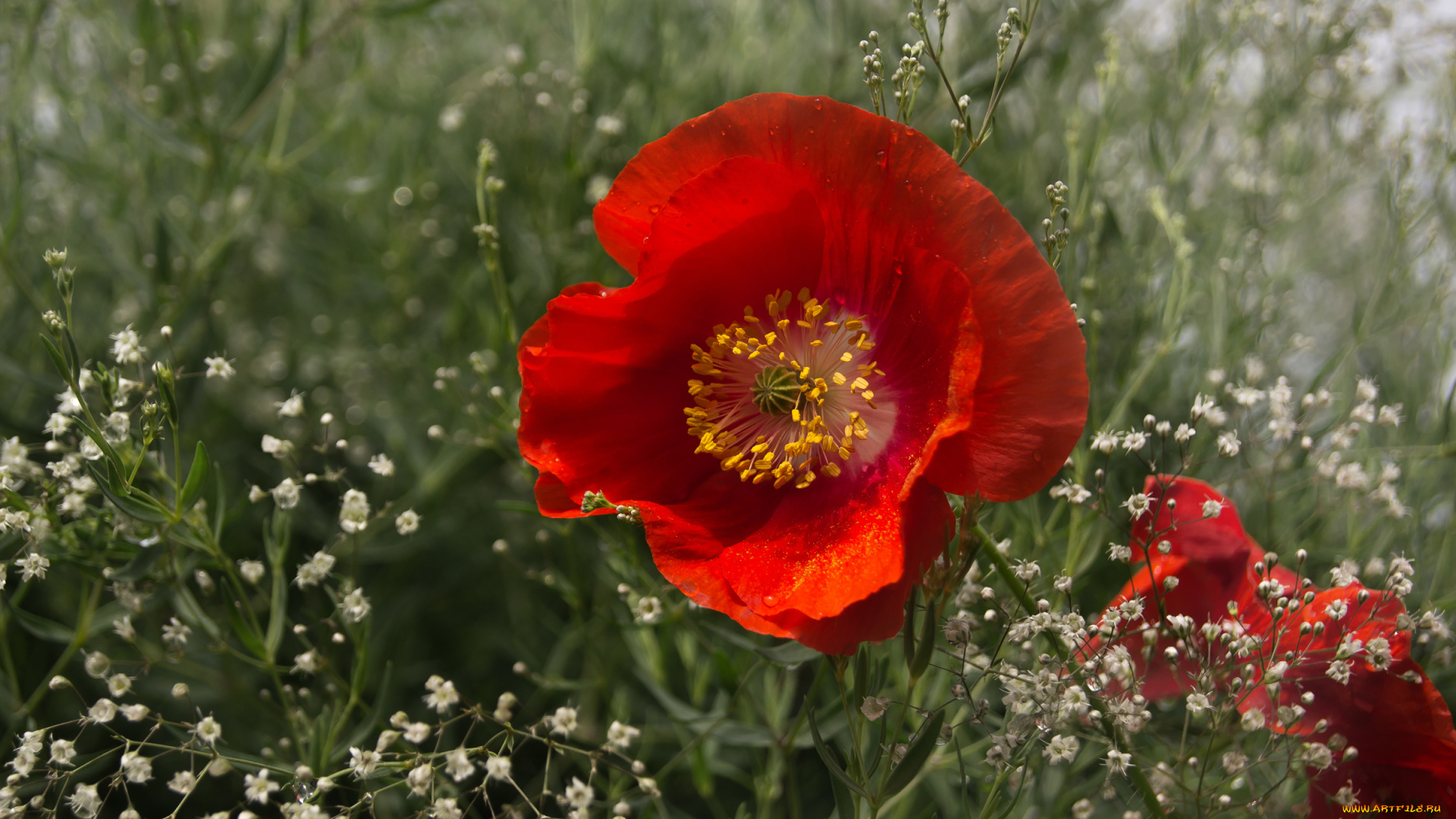 цветы, маки, гипсофила, макро, красный, мак