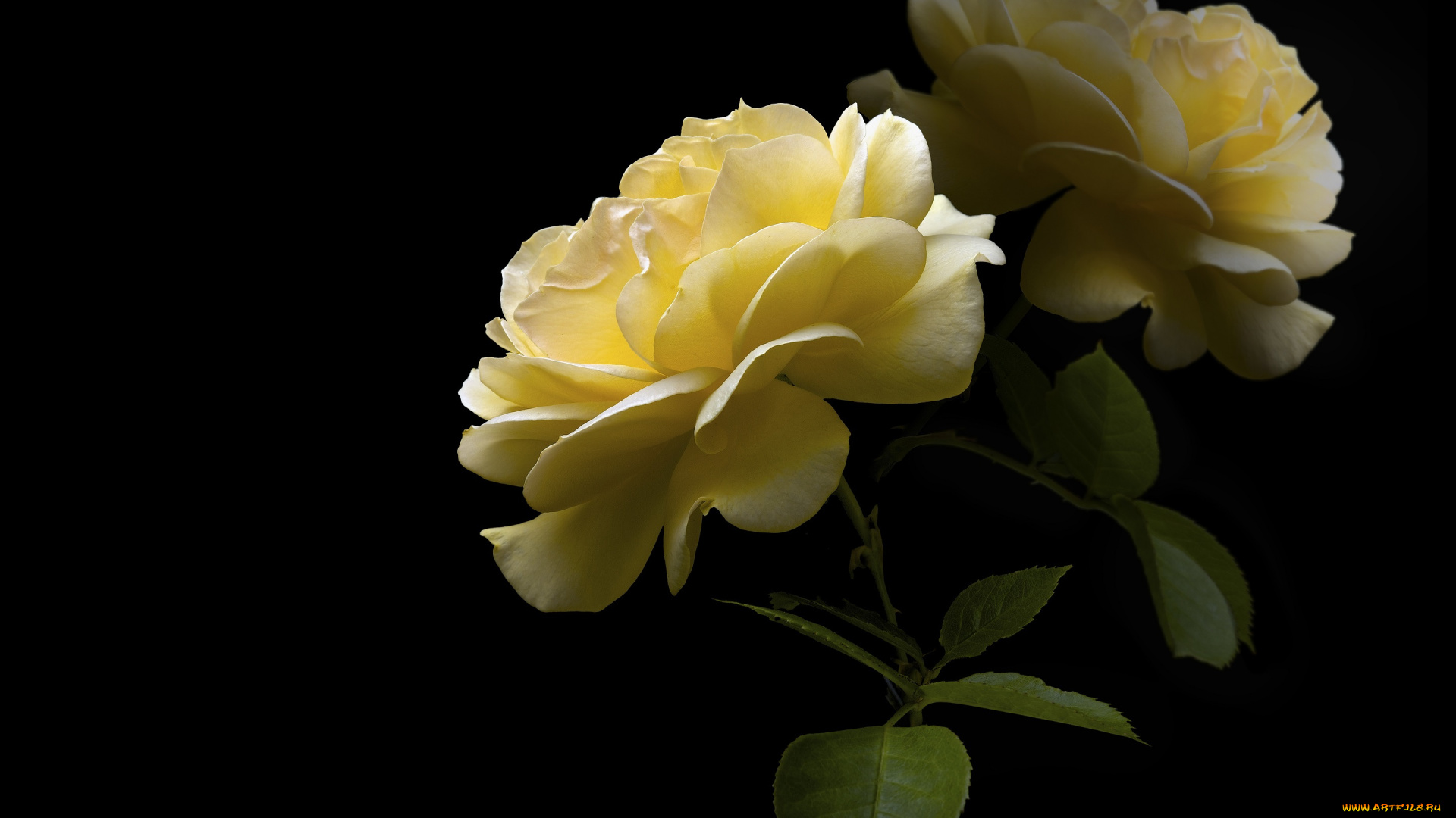 цветы, розы, черный, фон