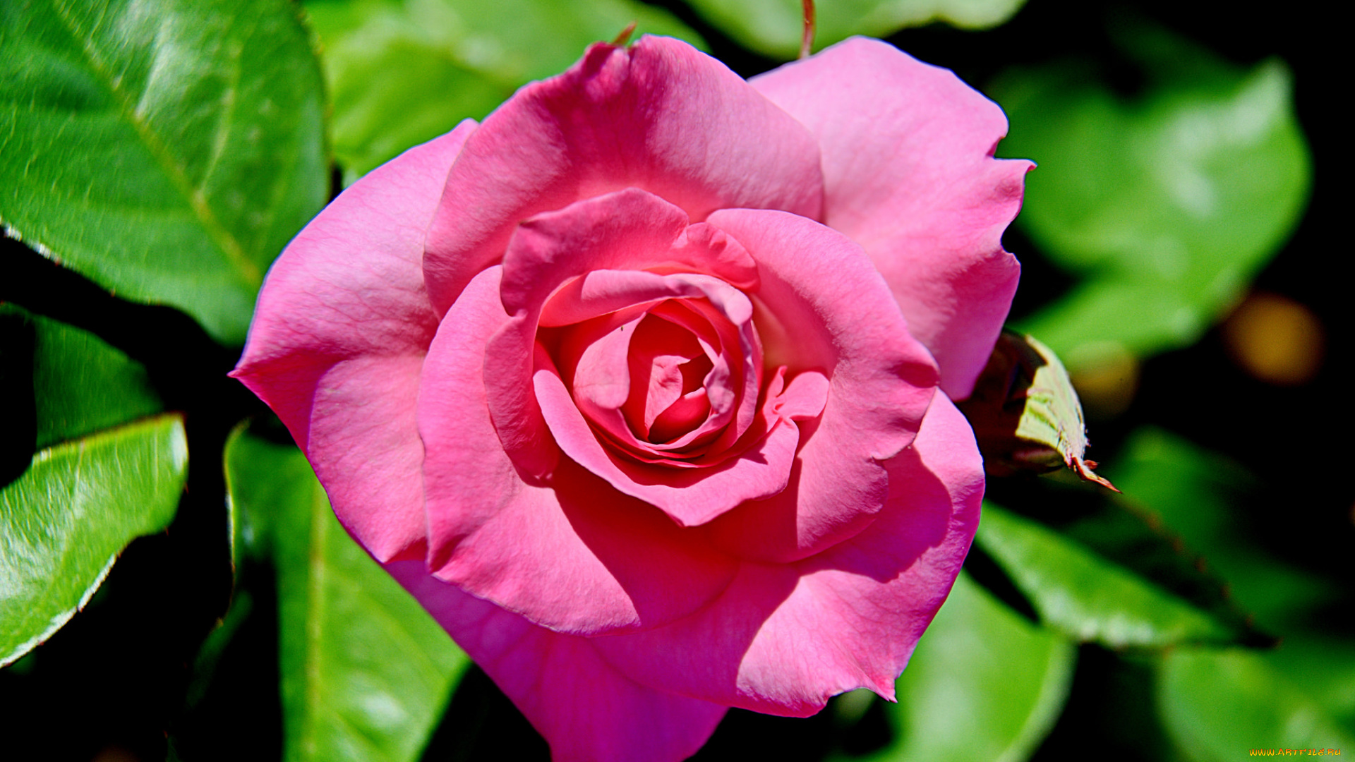 цветы, розы, роза, бутон