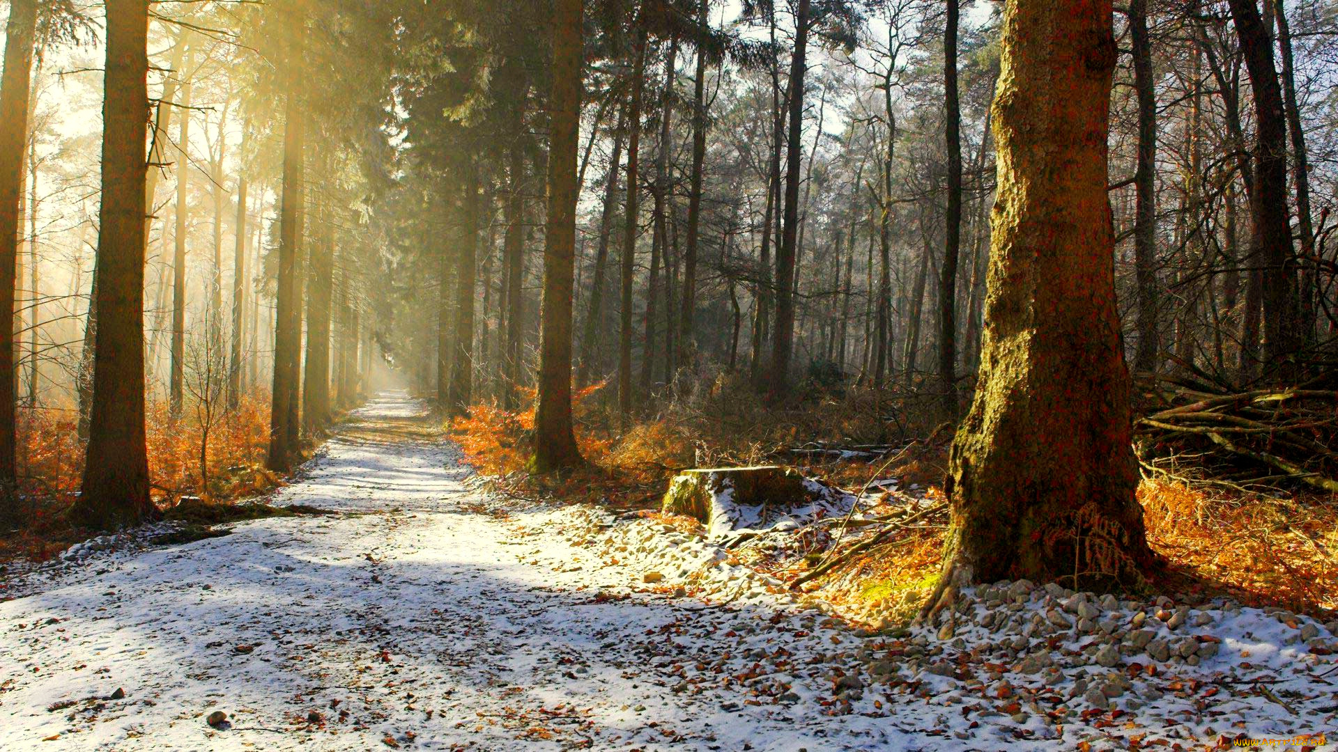 природа, дороги, лес, дорога, снег