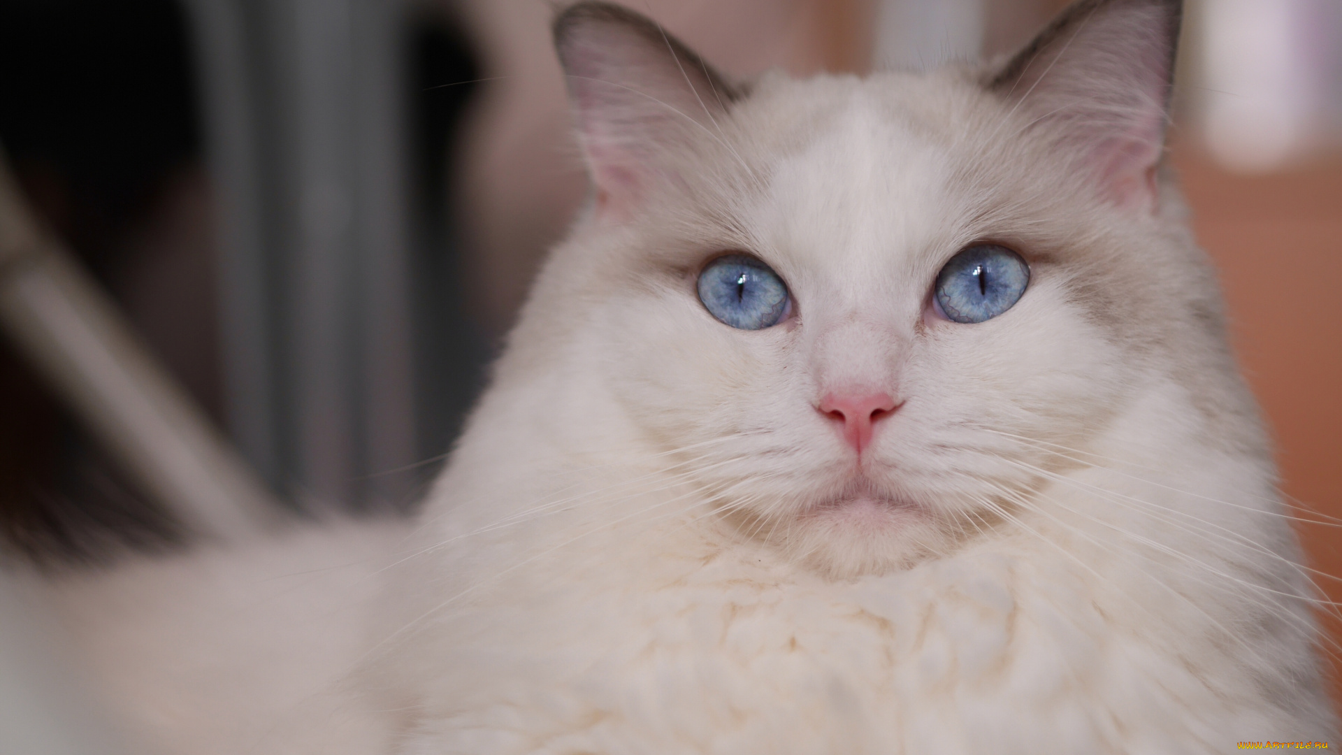 животные, коты, портрет, взгляд, голубые, глаза, красава, мордочка, кошка, рэгдолл