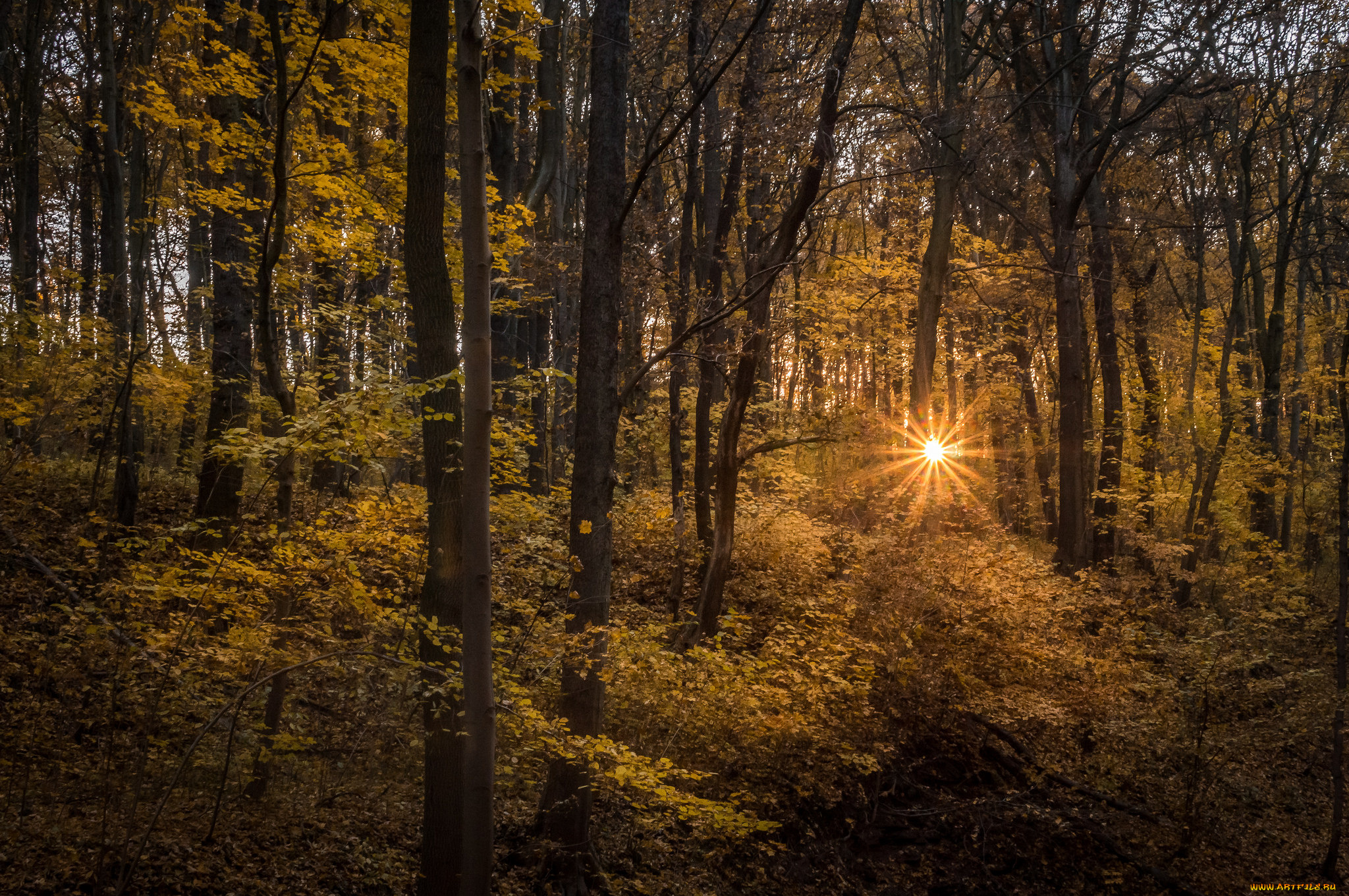 природа, лес, чаща, свет