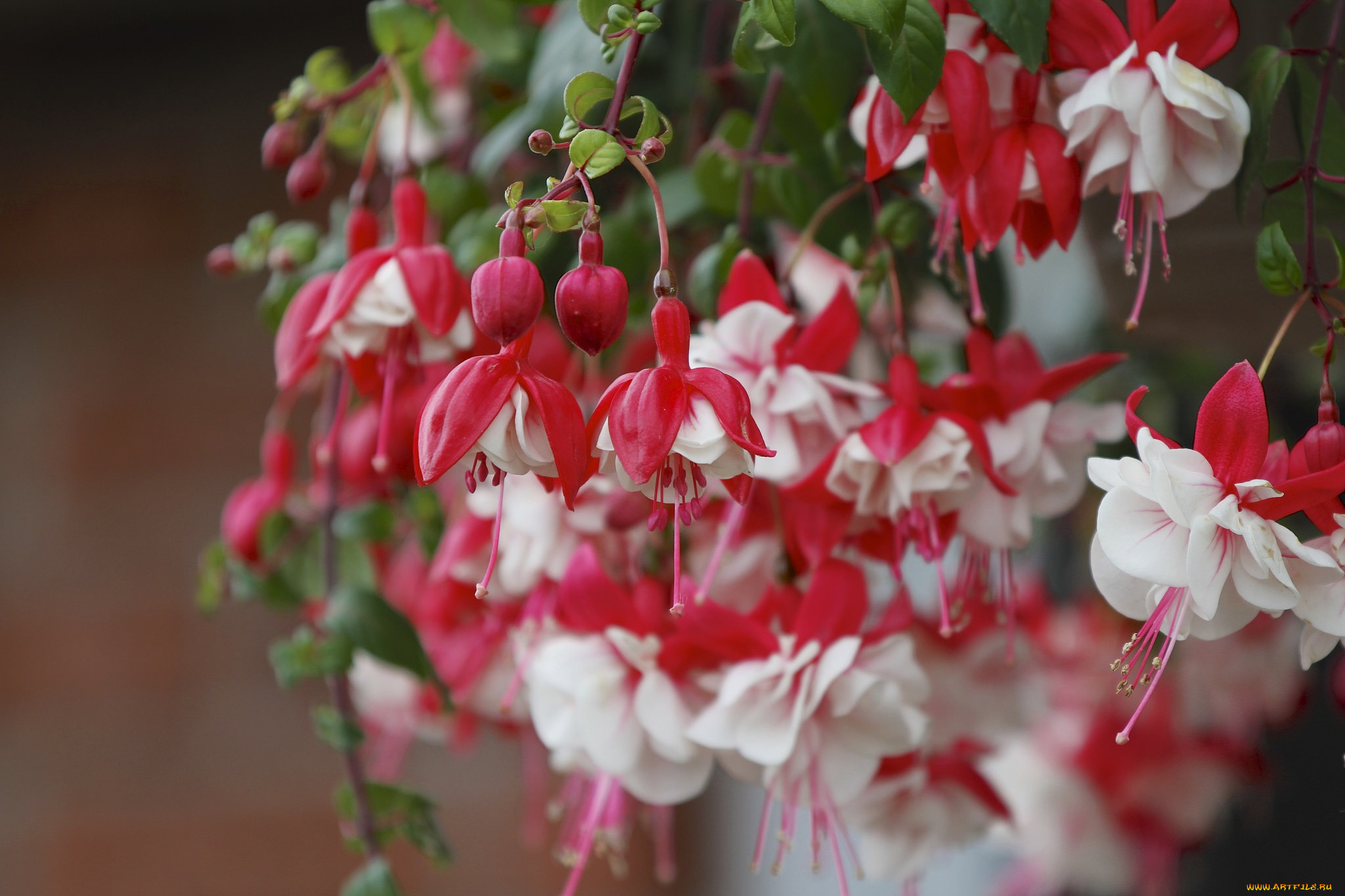 цветы, фуксия, ветки, макро, бутоны