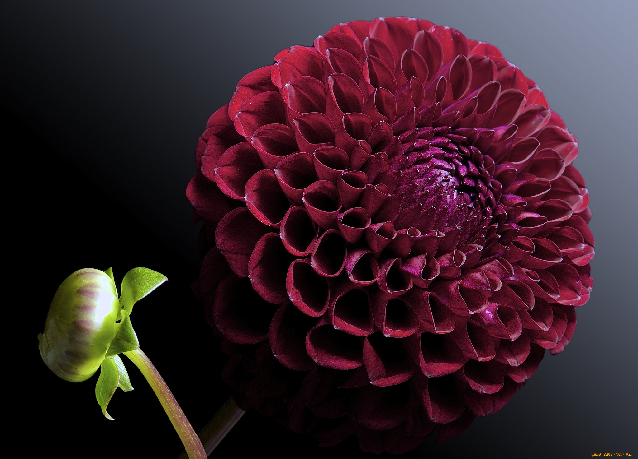 цветы, георгины, георгина, цветок, фон