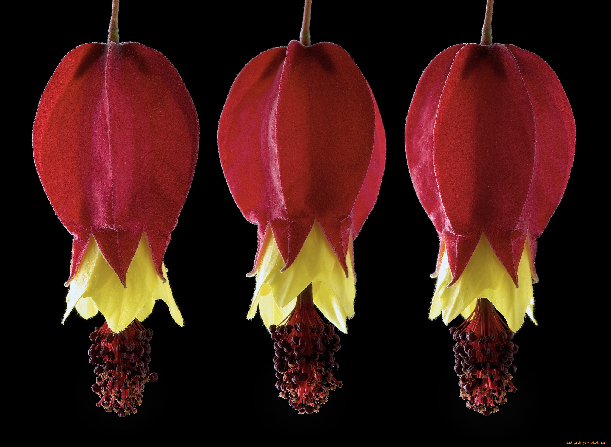 цветы, черный, фон