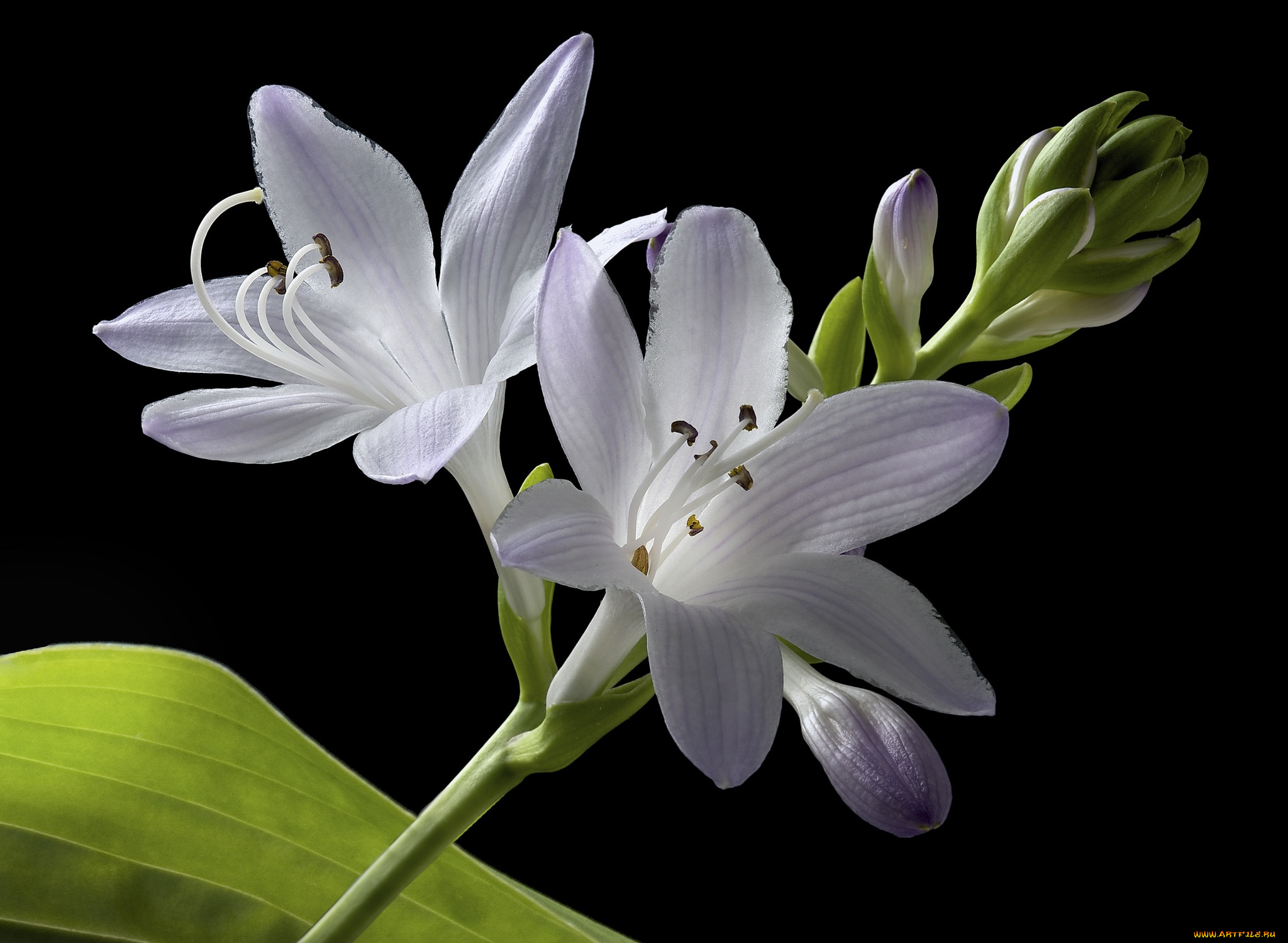 цветы, чёрный, фон