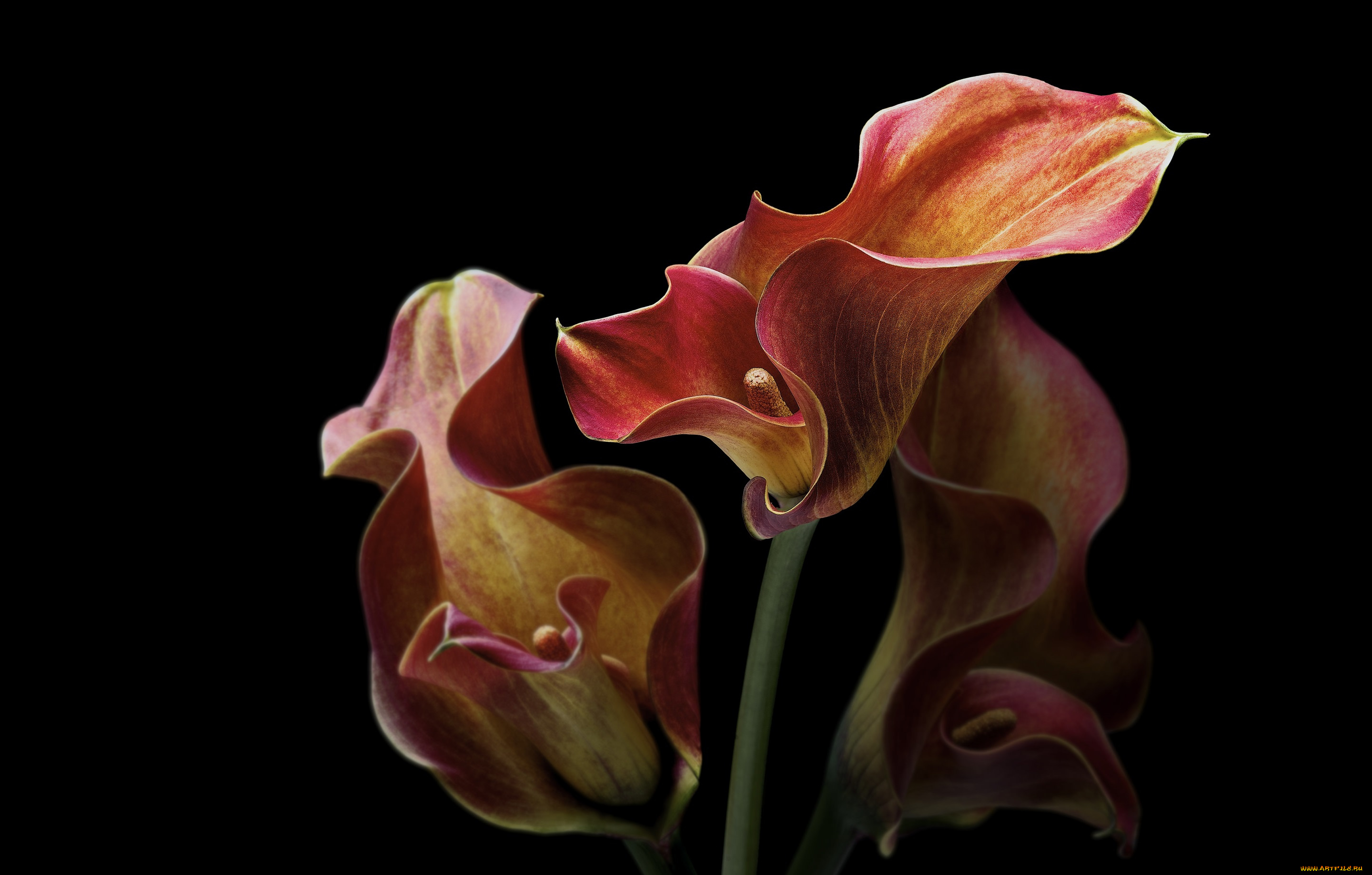 цветы, каллы, фон, черный