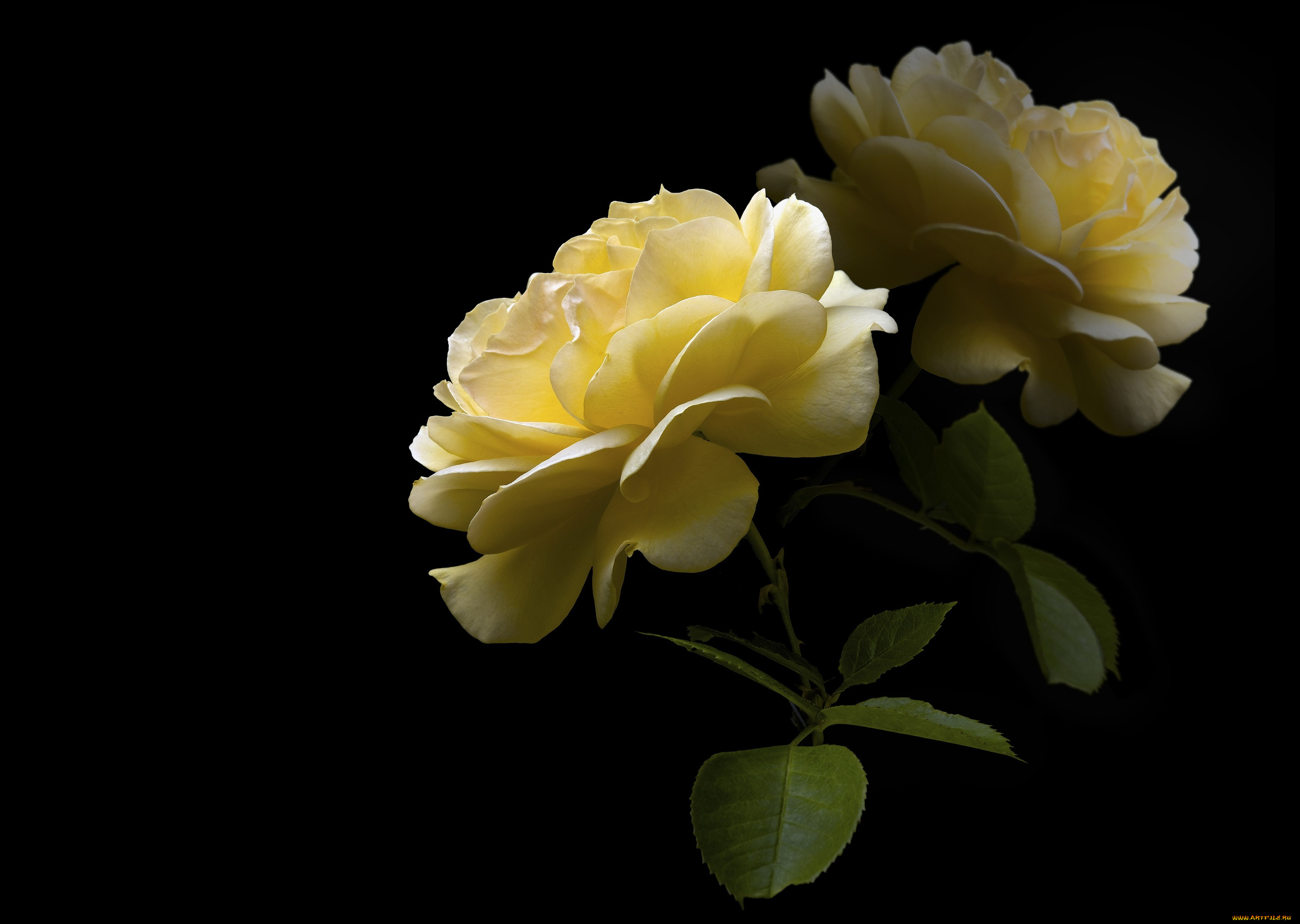 цветы, розы, черный, фон