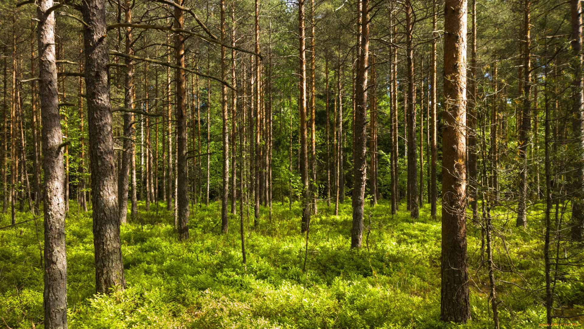 природа, лес, деревья