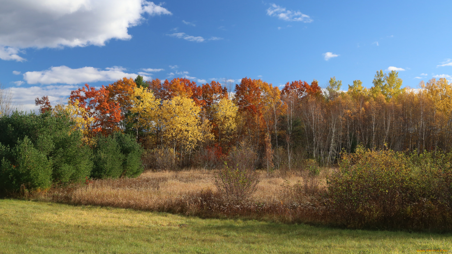 природа, лес, деревья
