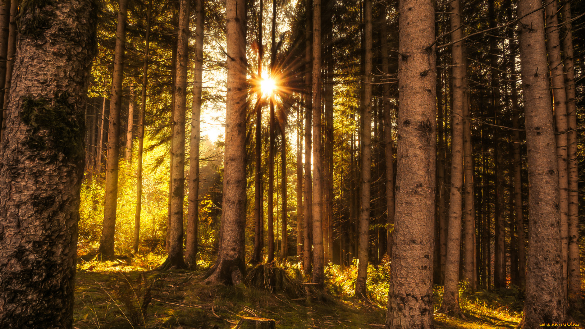 природа, лес, деревья