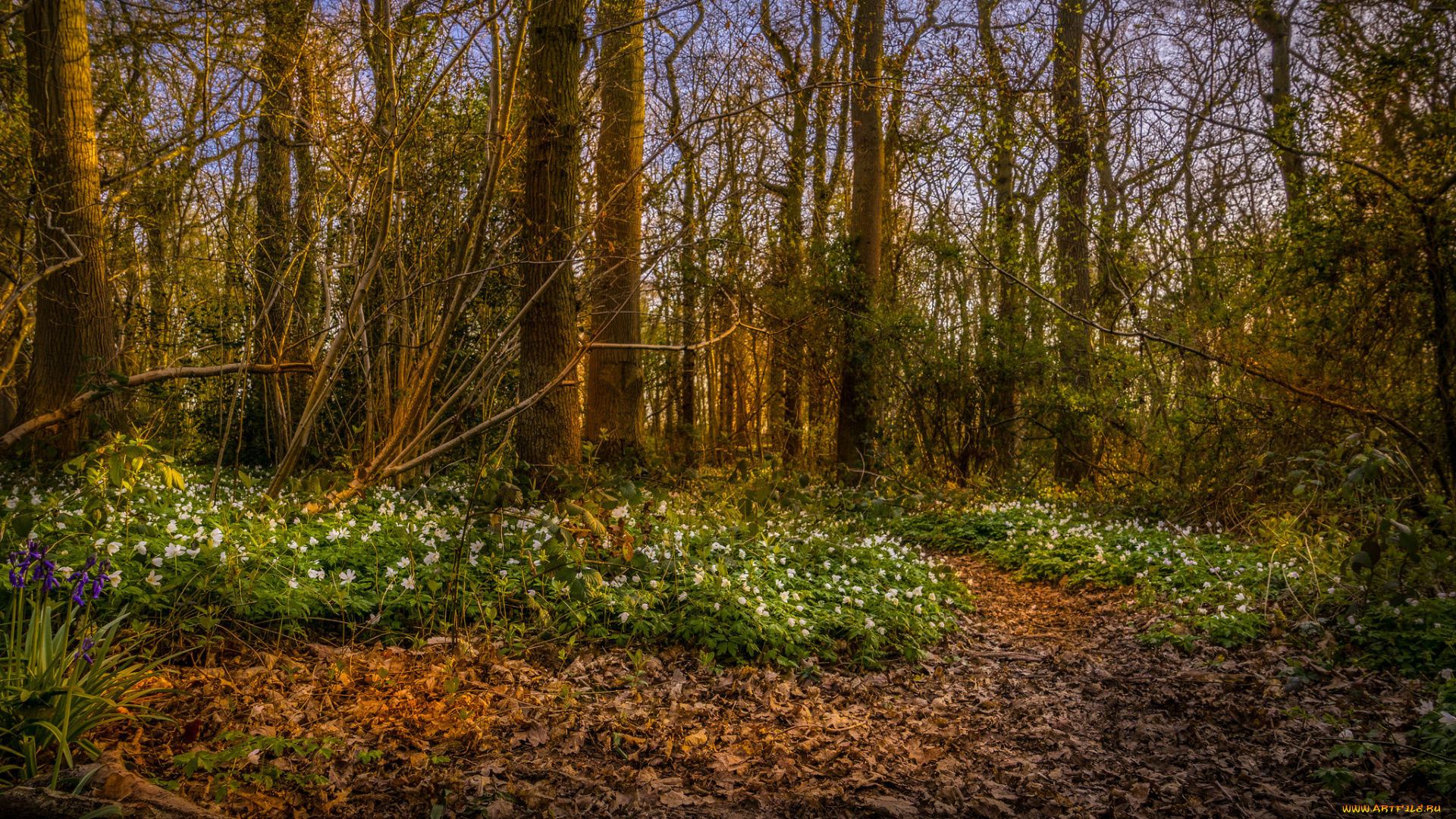 природа, лес, деревья