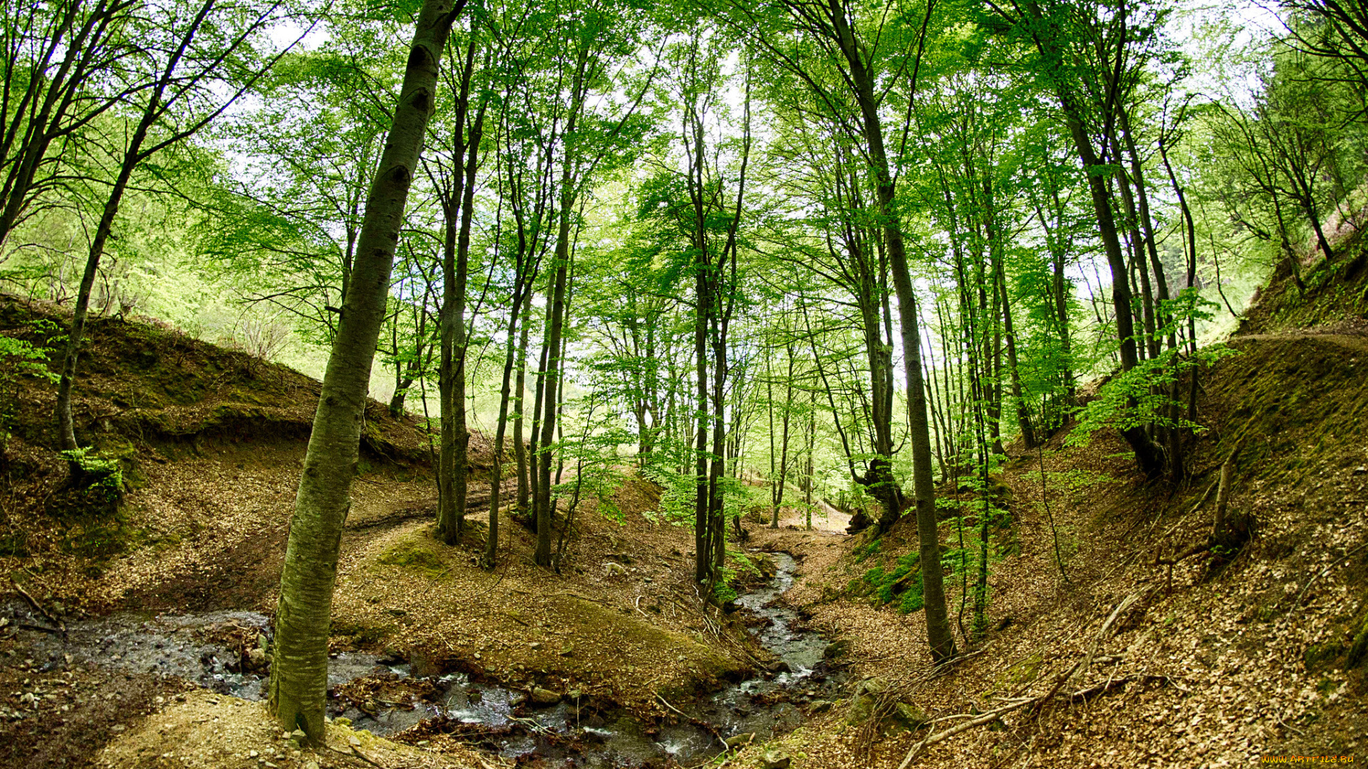 природа, лес, деревья