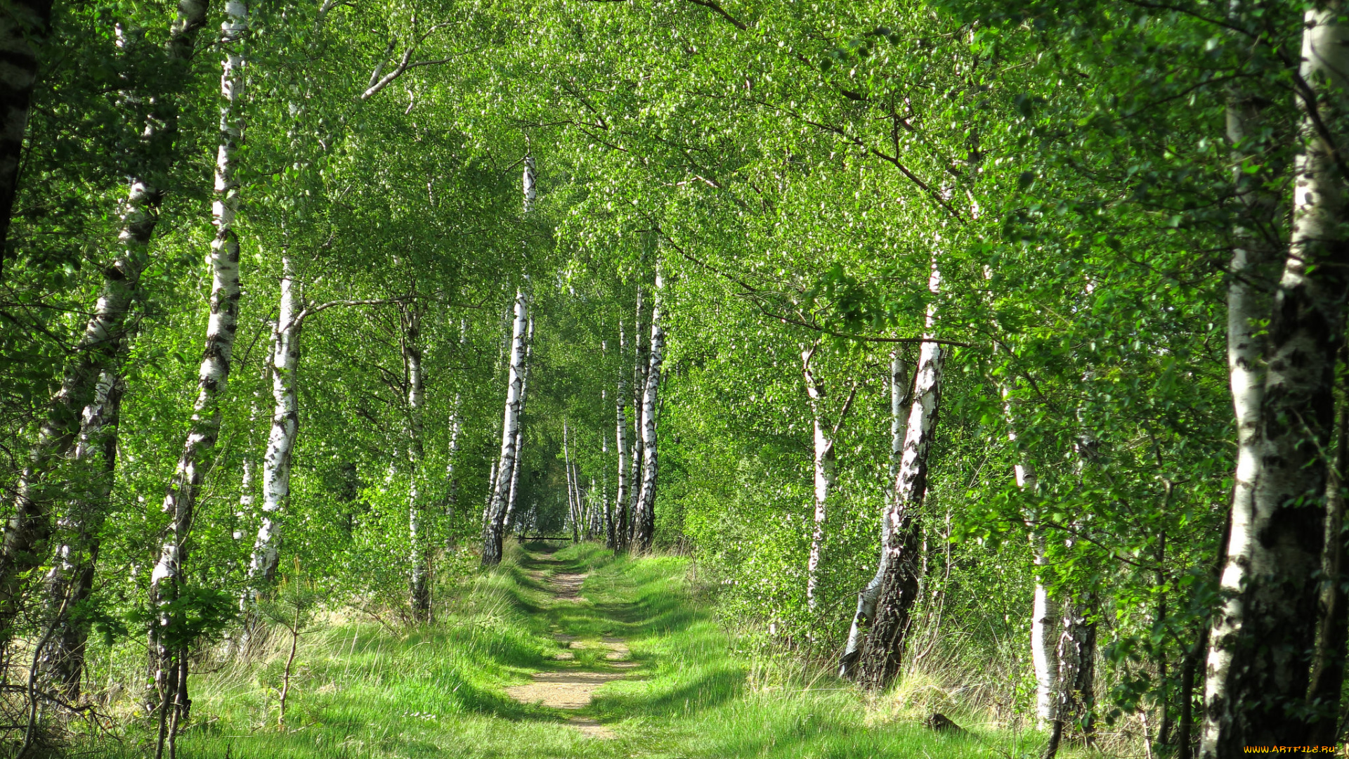 природа, лес, деревья