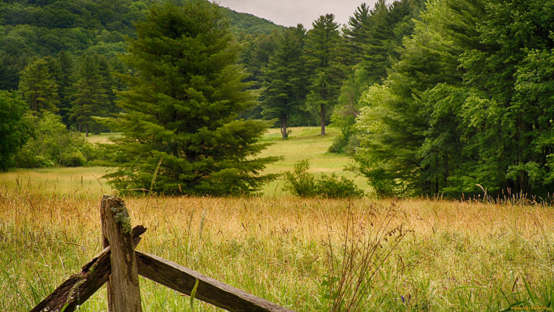 природа, лес, деревья