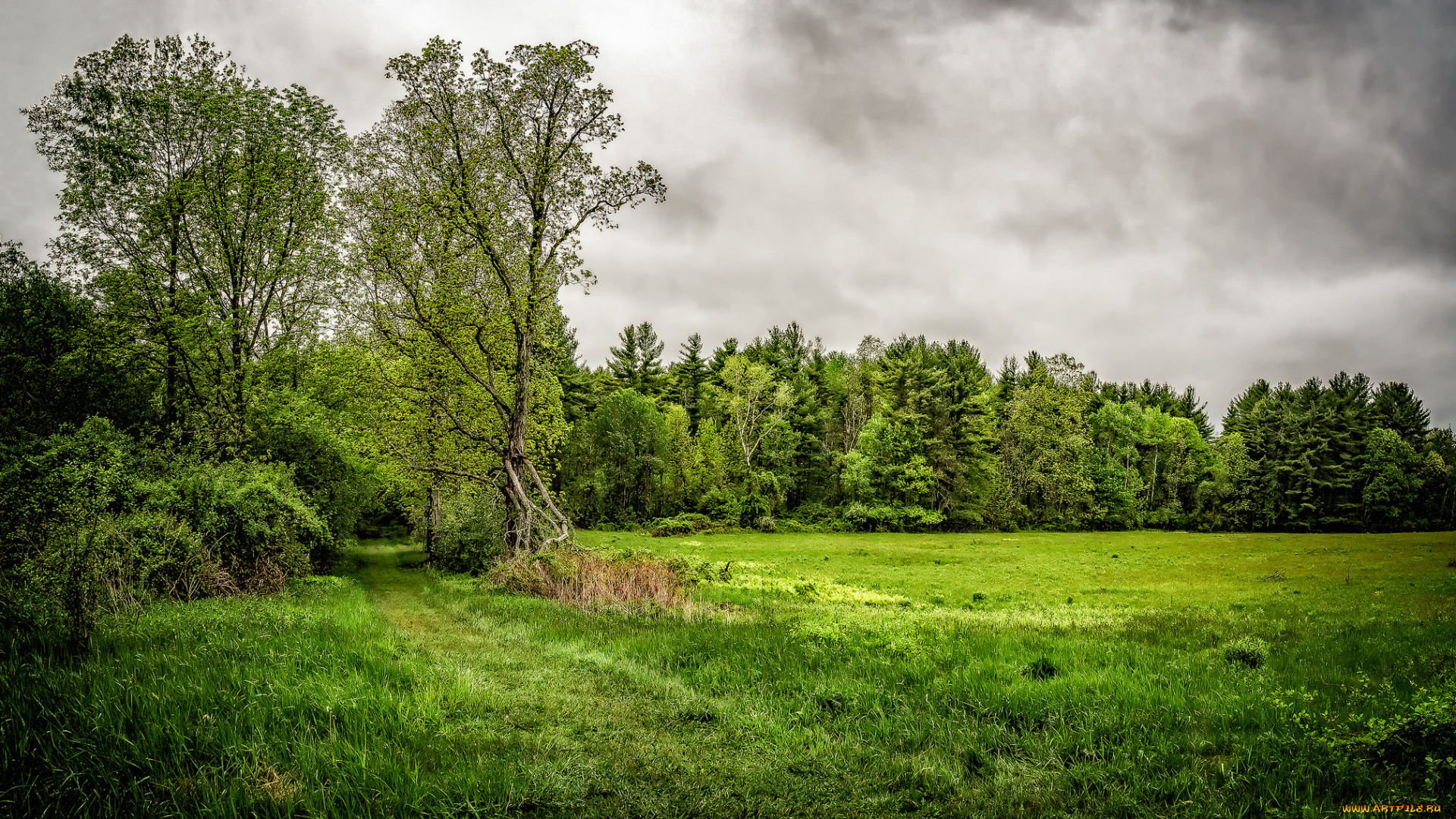 природа, лес, деревья