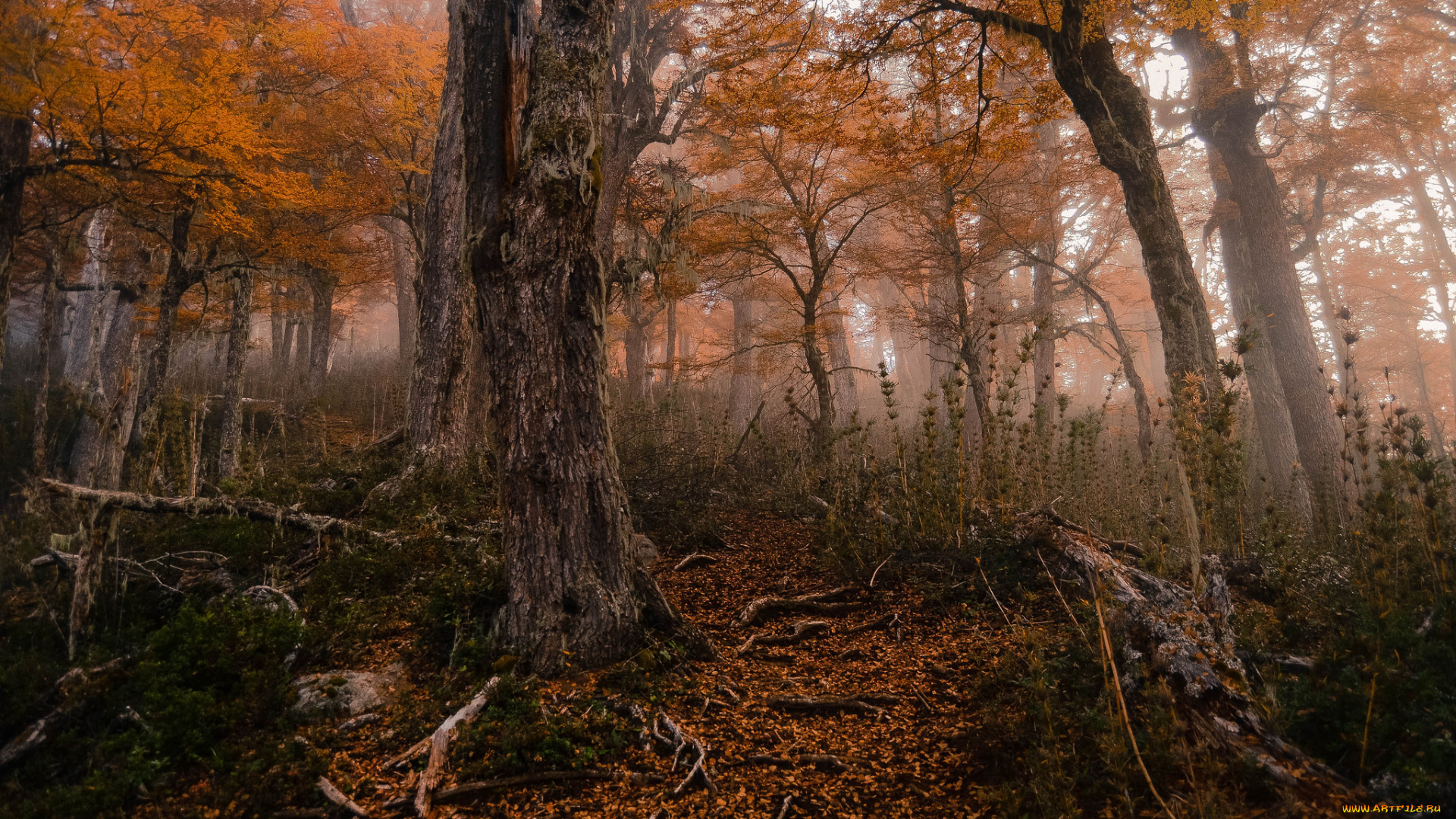 природа, лес, деревья