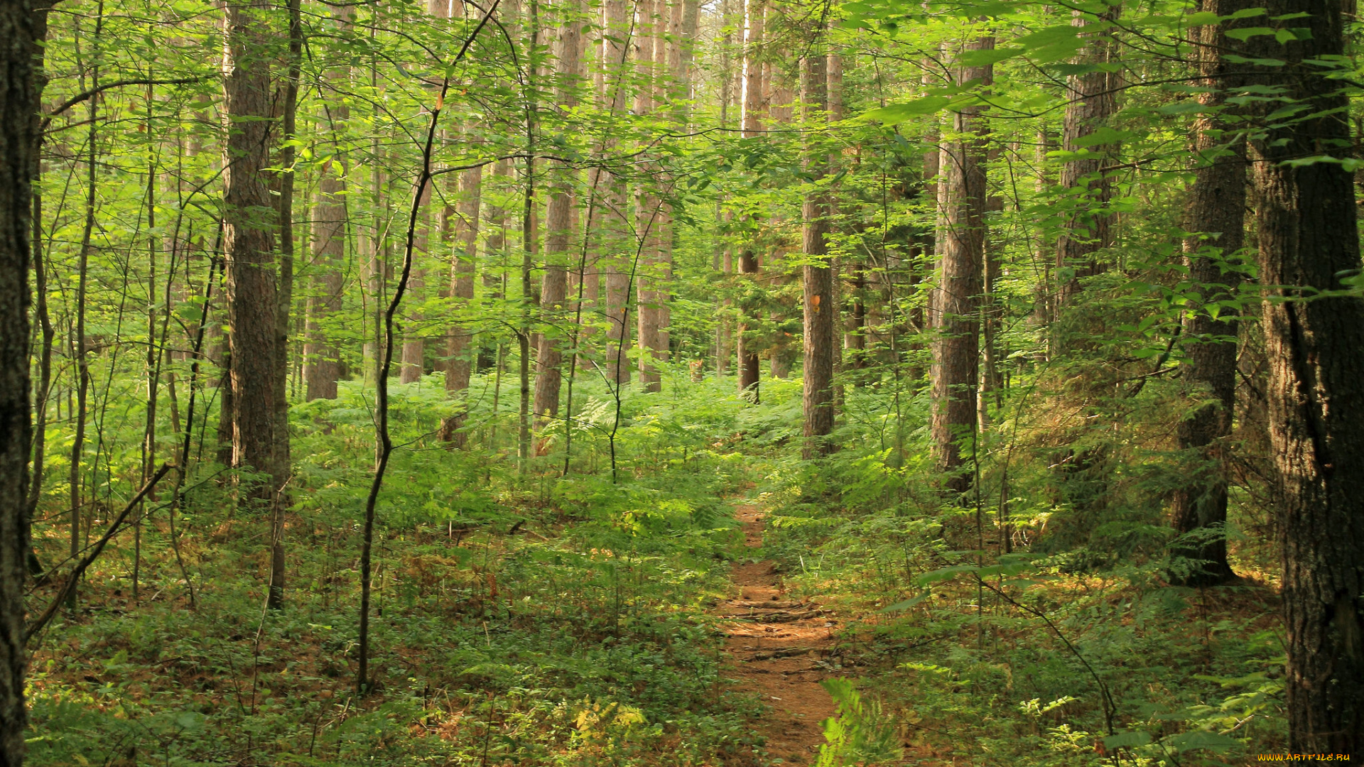 природа, лес, деревья