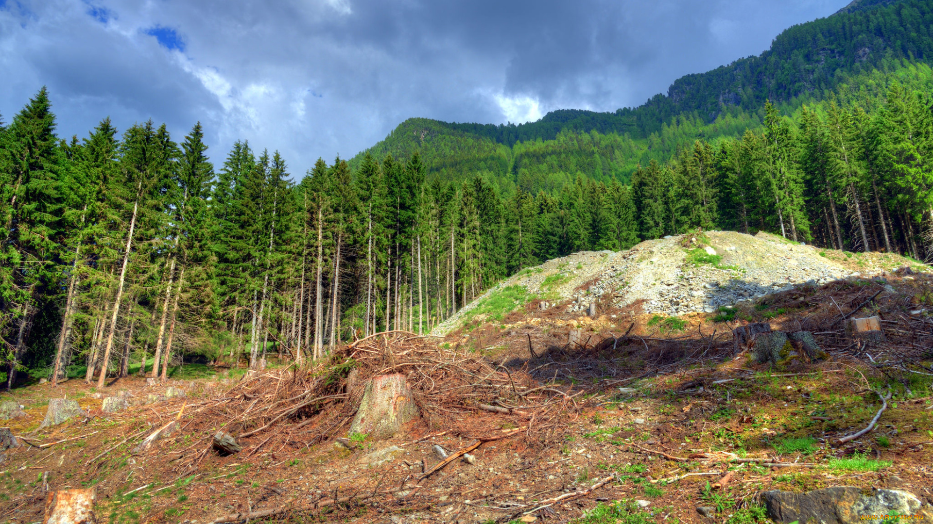 природа, лес, деревья