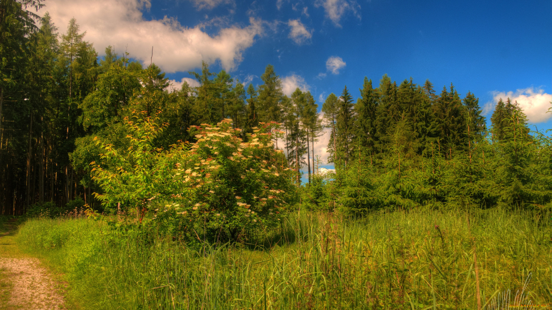 природа, лес, деревья