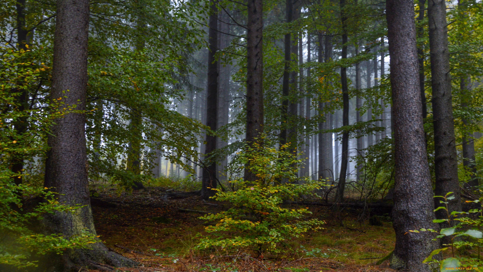 природа, лес, деревья