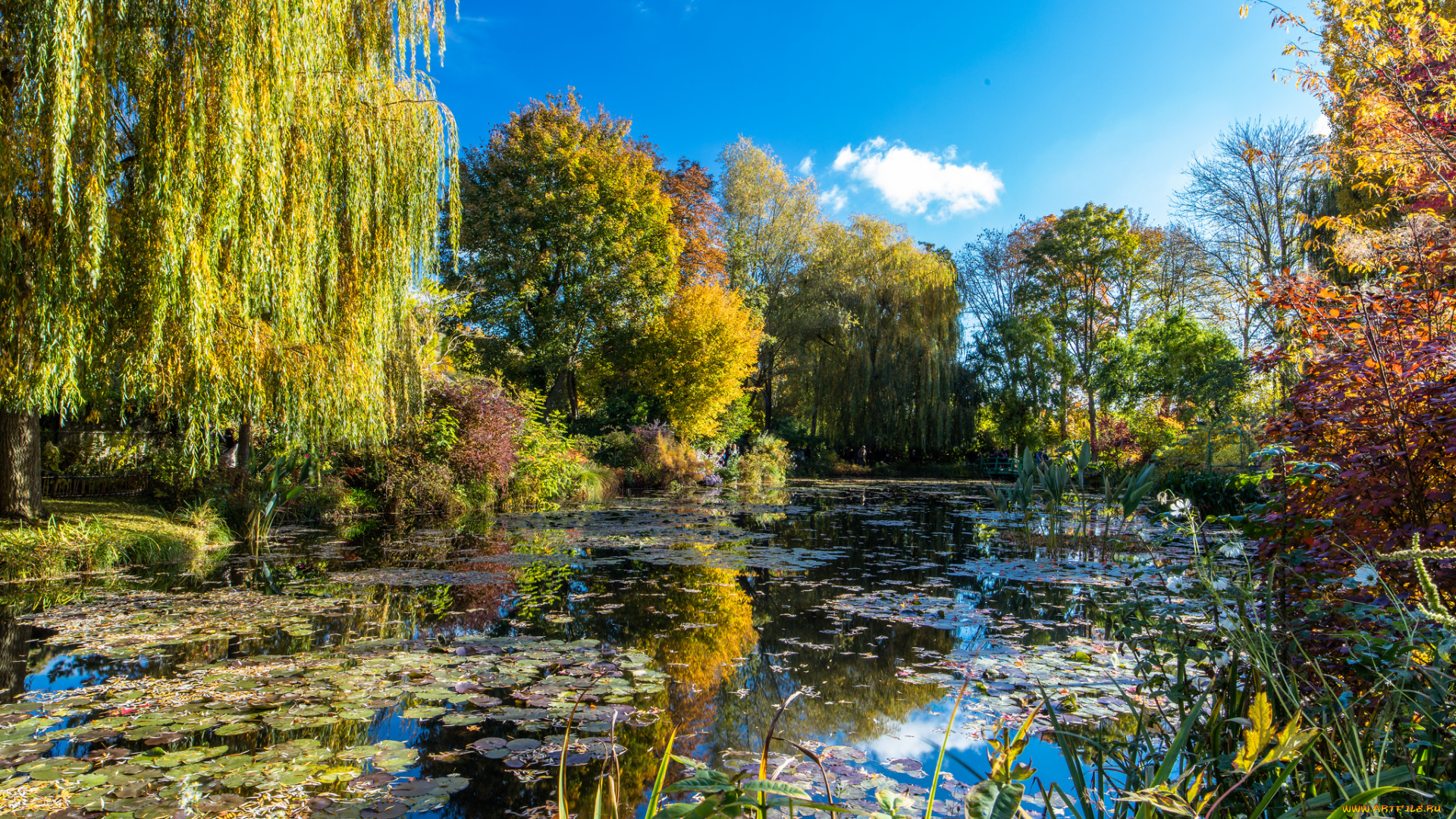 природа, парк, лес, река