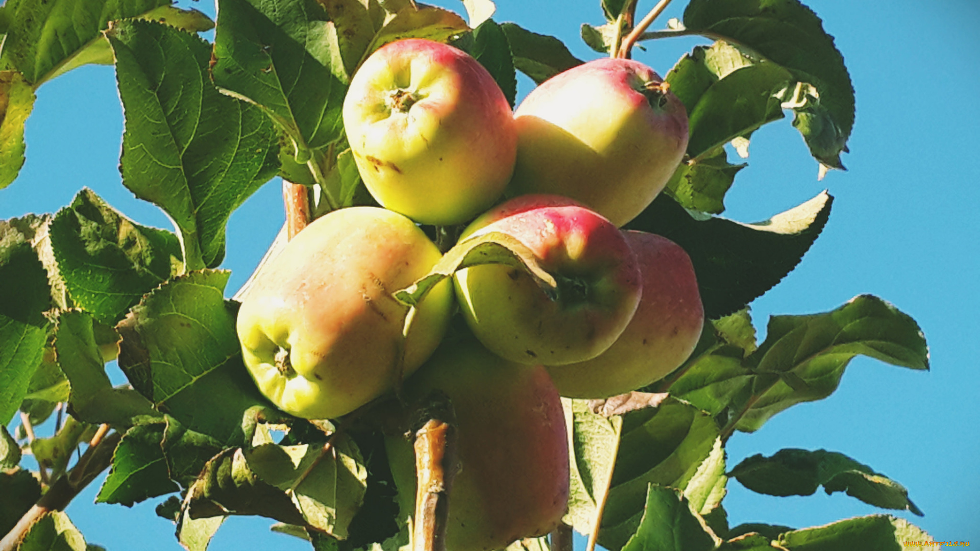 природа, плоды, яблочки