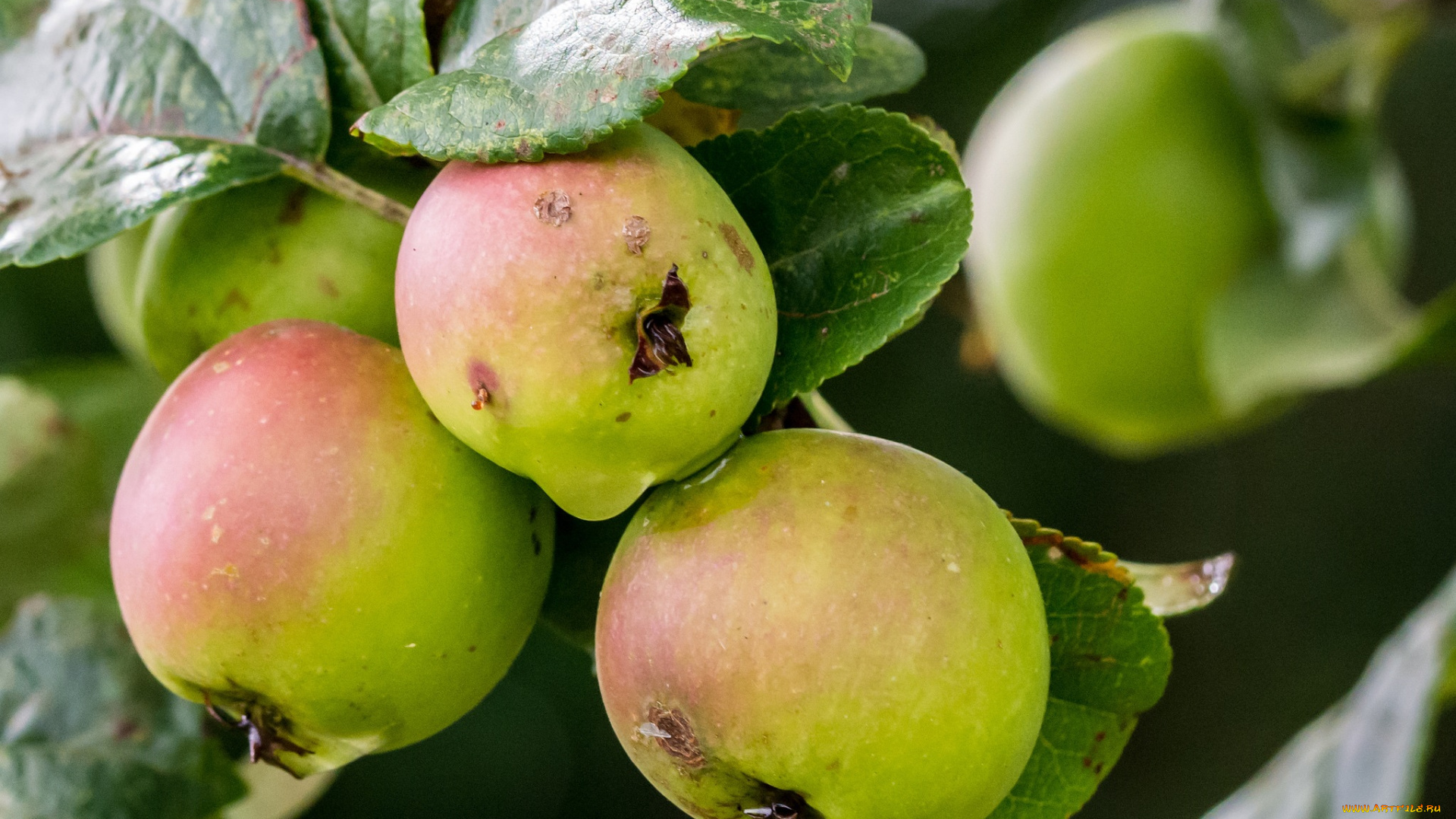 природа, плоды, яблочки