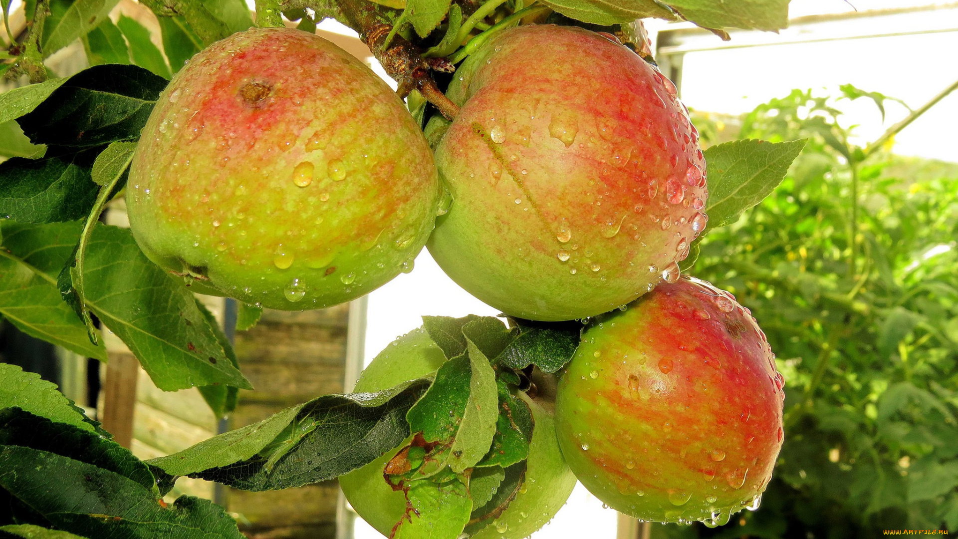 природа, плоды, яблочки