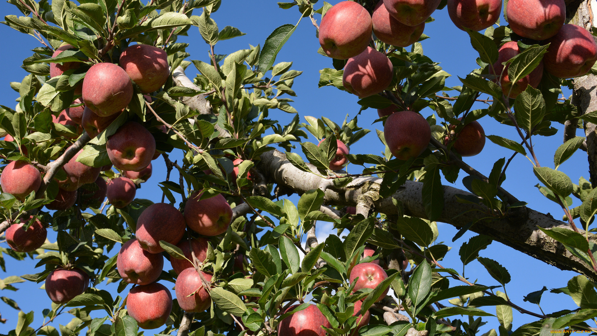 природа, плоды, яблочки