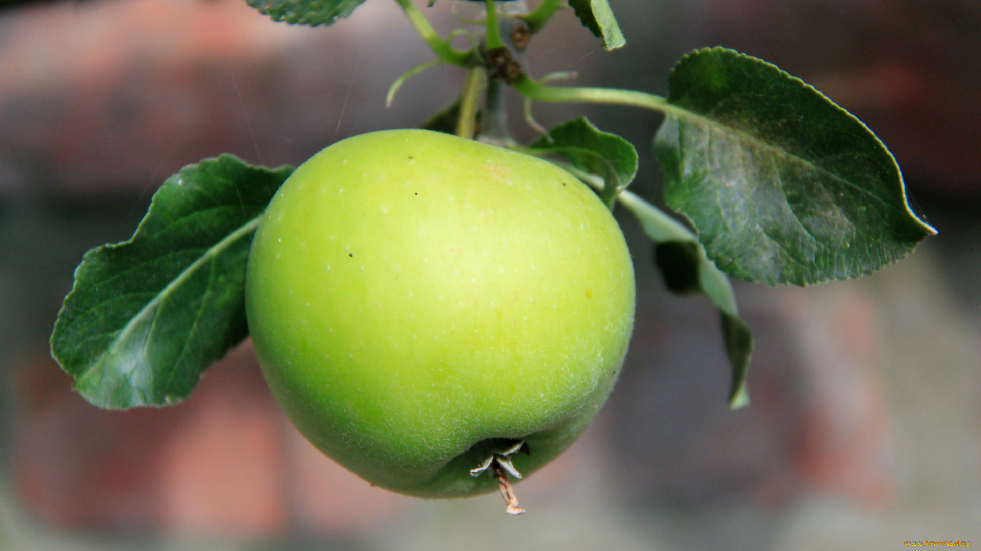 природа, плоды, яблочки