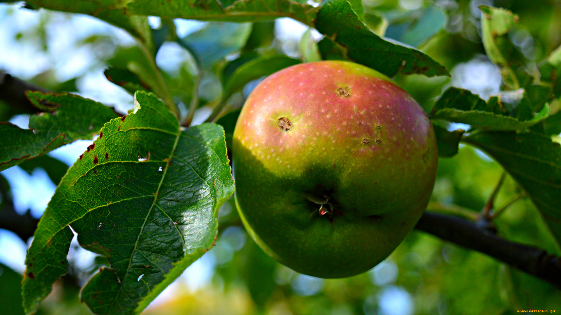 природа, плоды, яблочки