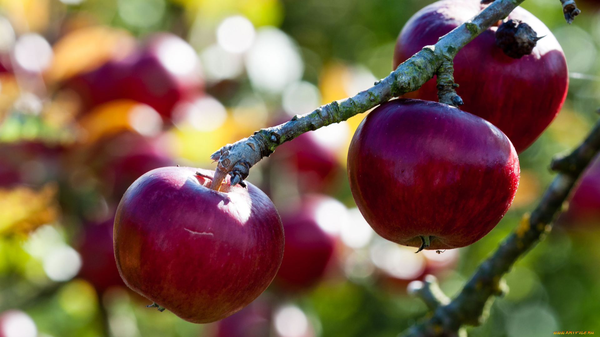 природа, плоды, яблочки