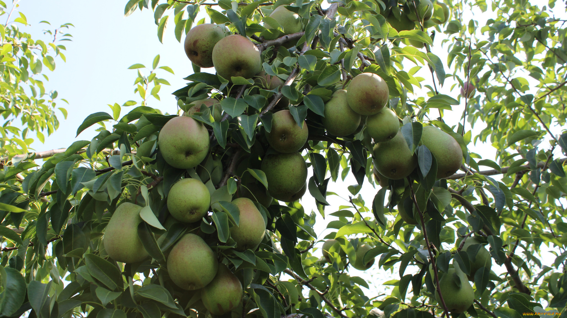 природа, плоды, яблочки