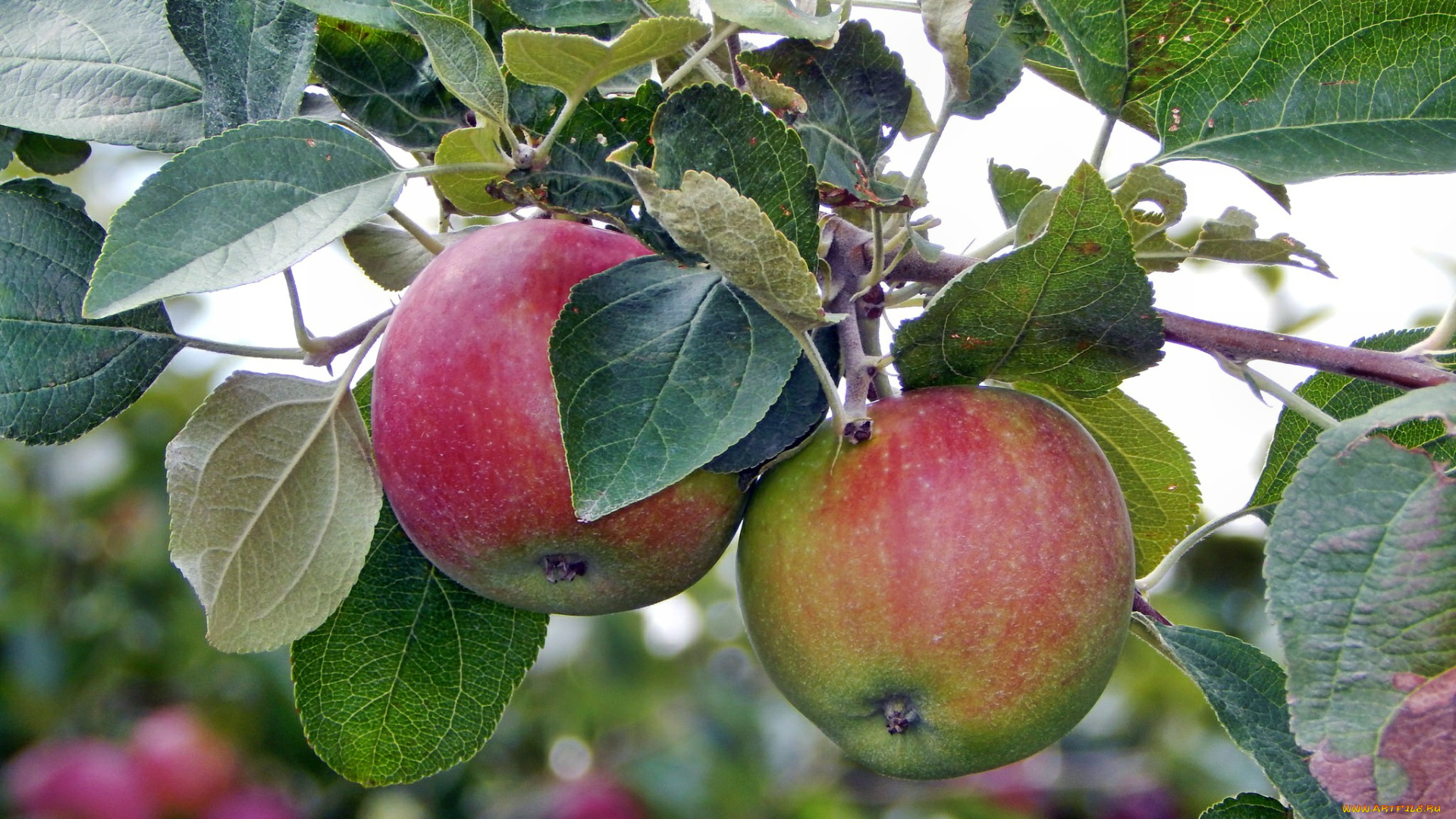 природа, плоды, яблочки