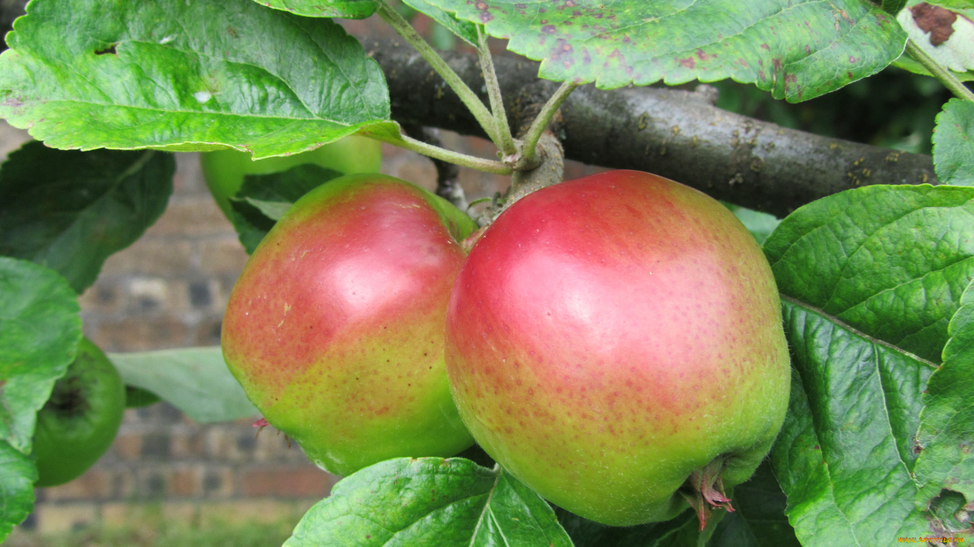 природа, плоды, яблочки