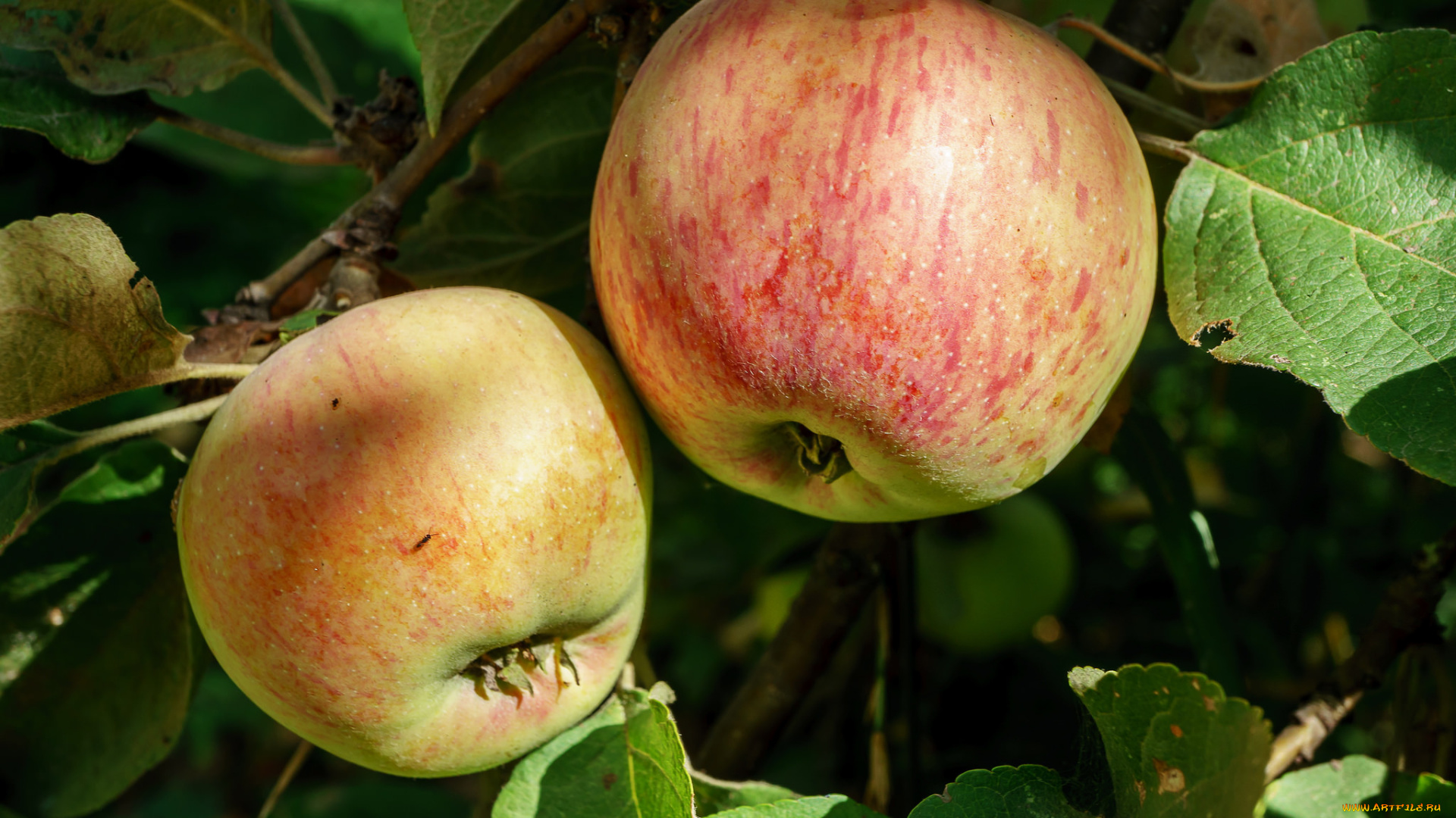 природа, плоды, яблочки