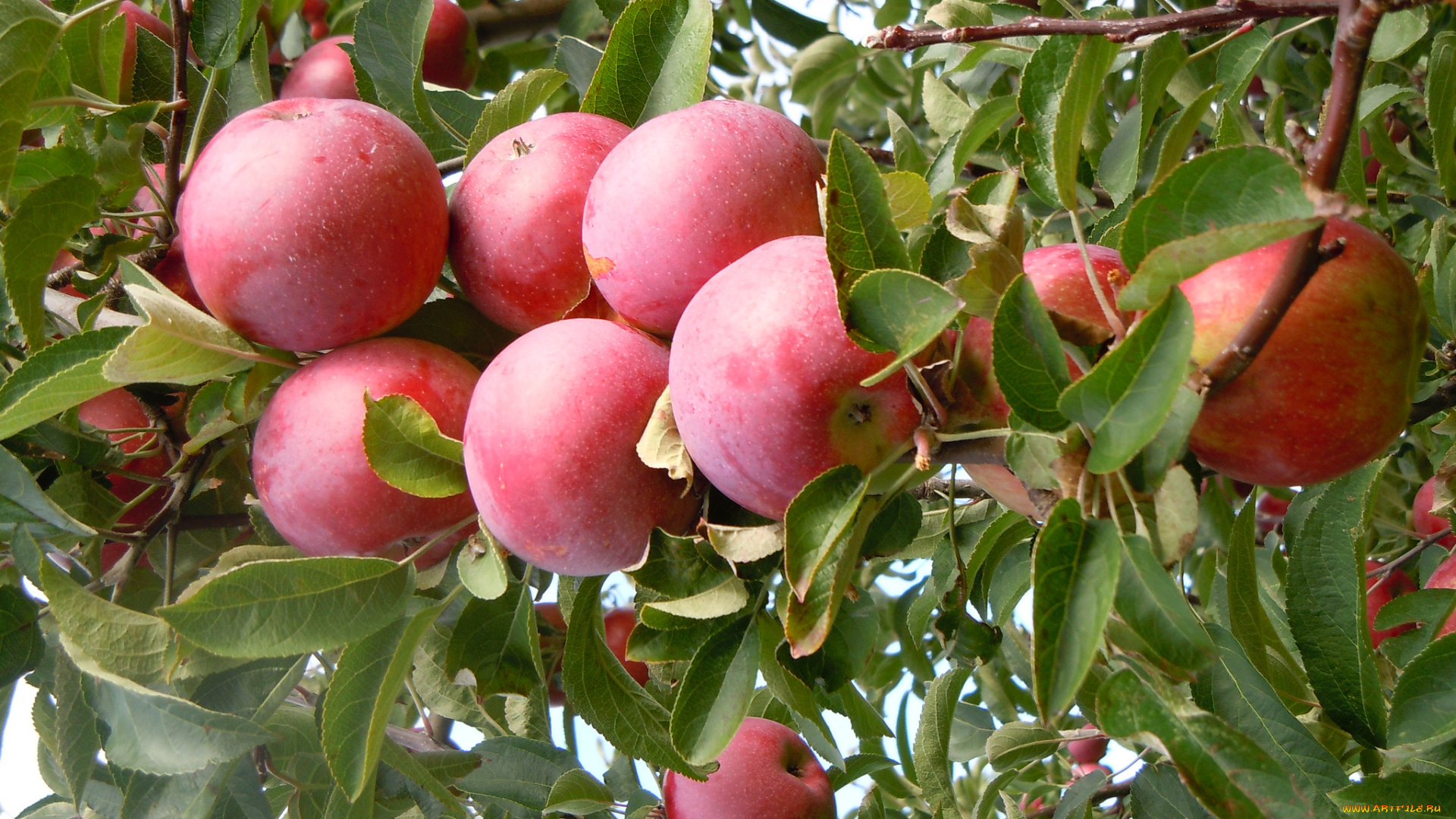 природа, плоды, яблочки