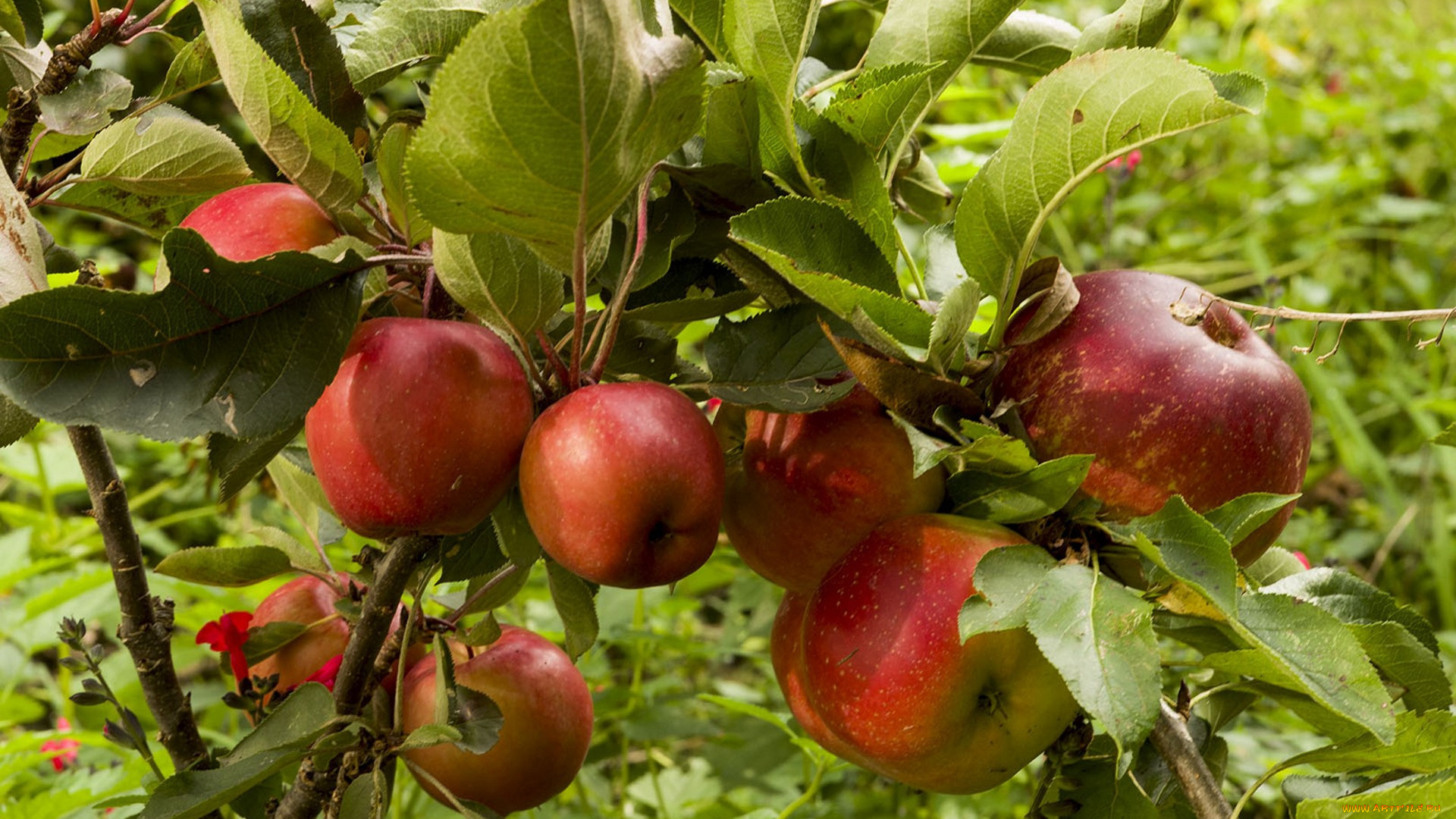 природа, плоды, яблочки