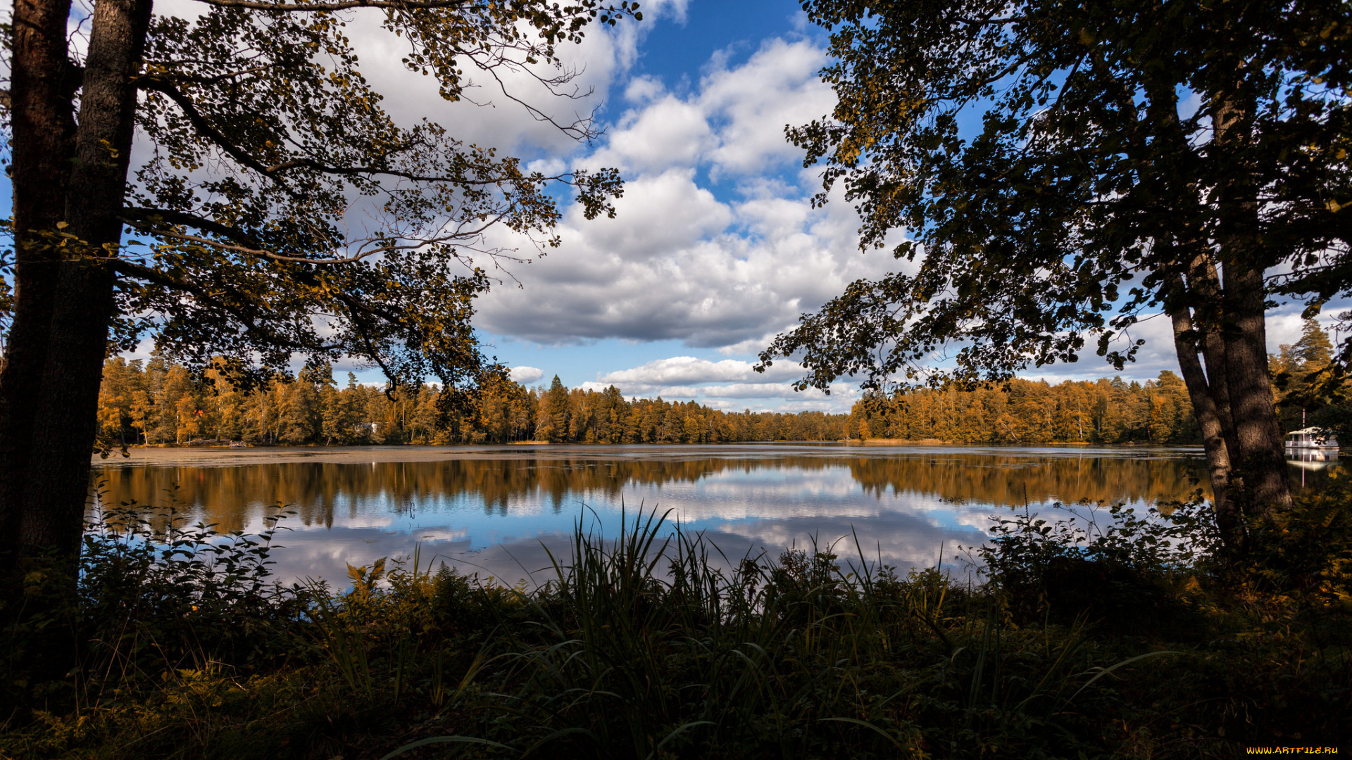 природа, реки, озера, лес, река