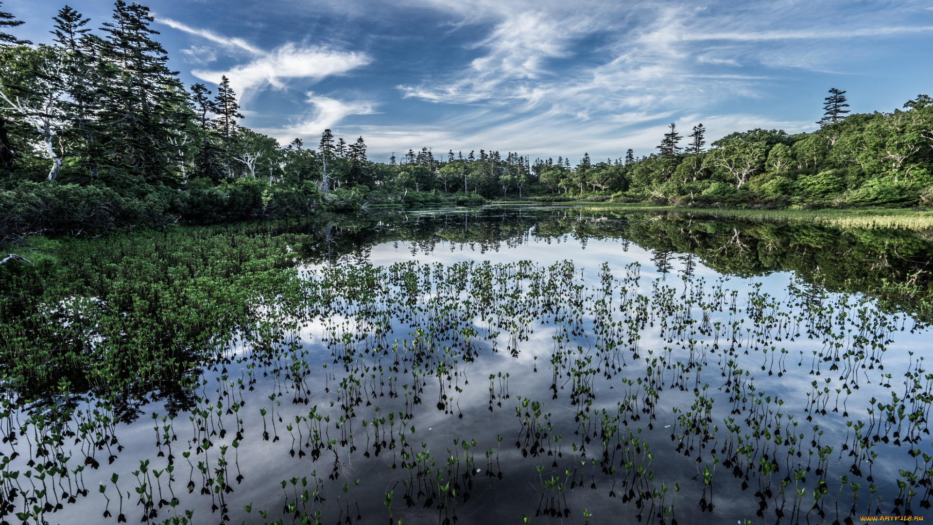 природа, реки, озера, лес, река