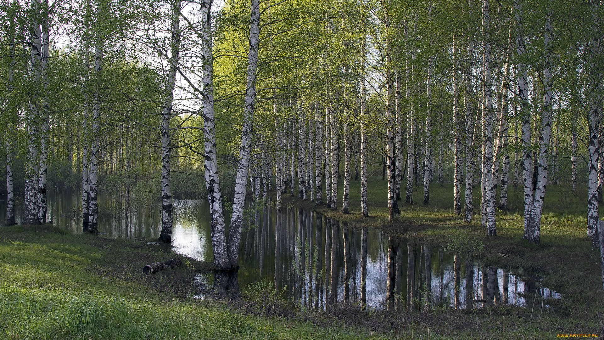 природа, реки, озера, лес, река