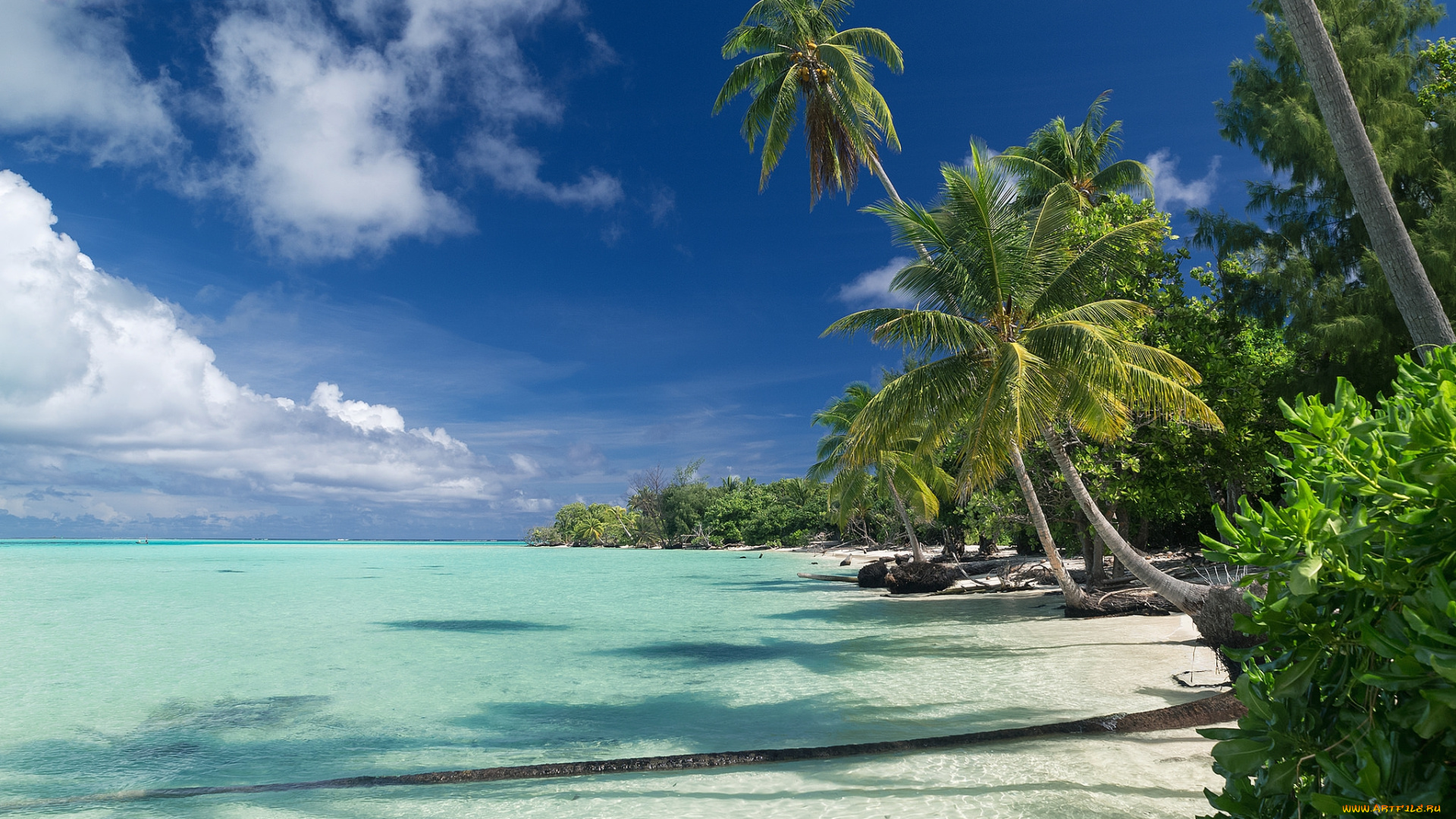 природа, тропики, курорт