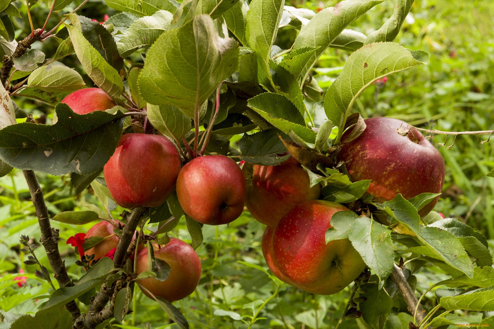 природа, плоды, яблочки