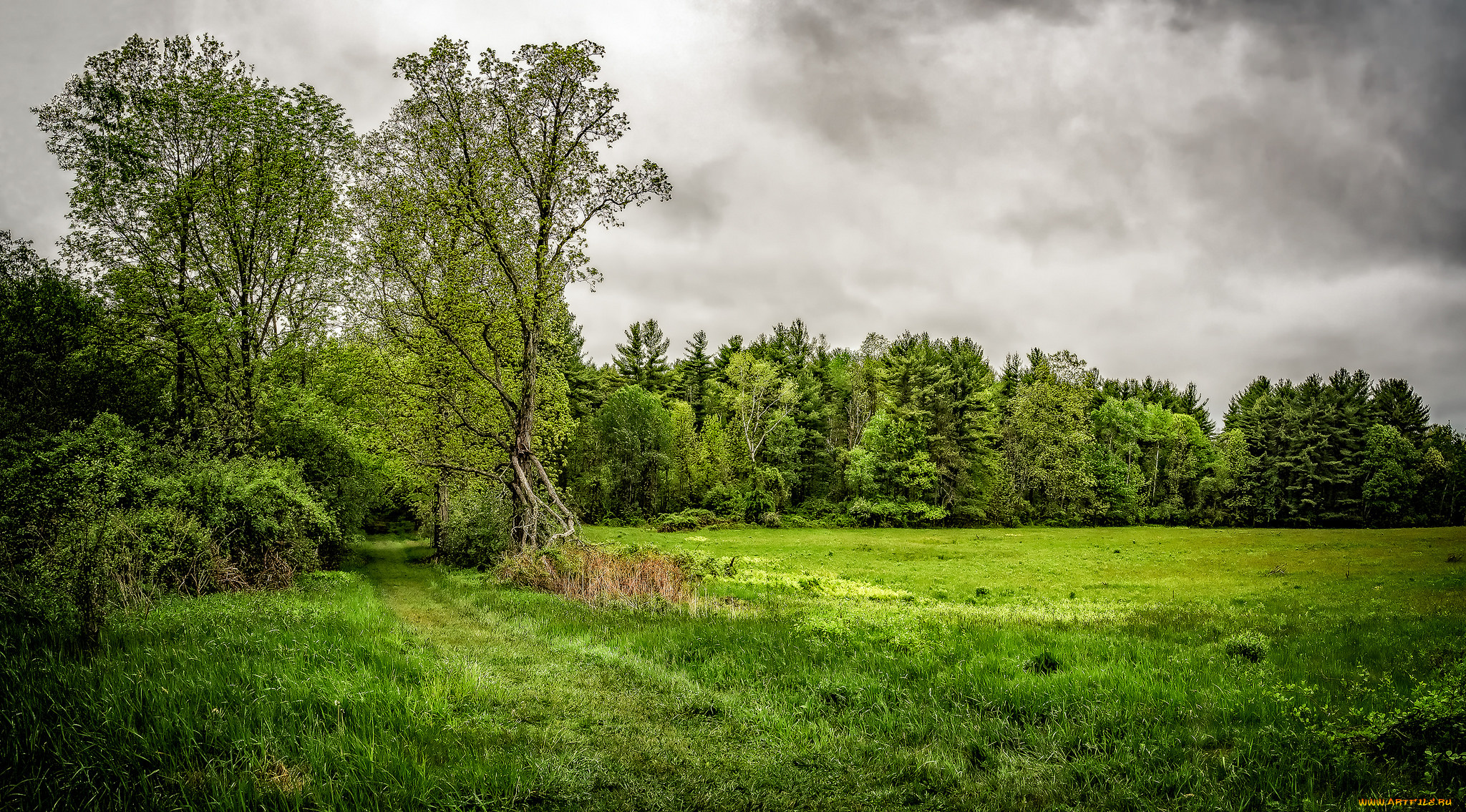природа, лес, деревья