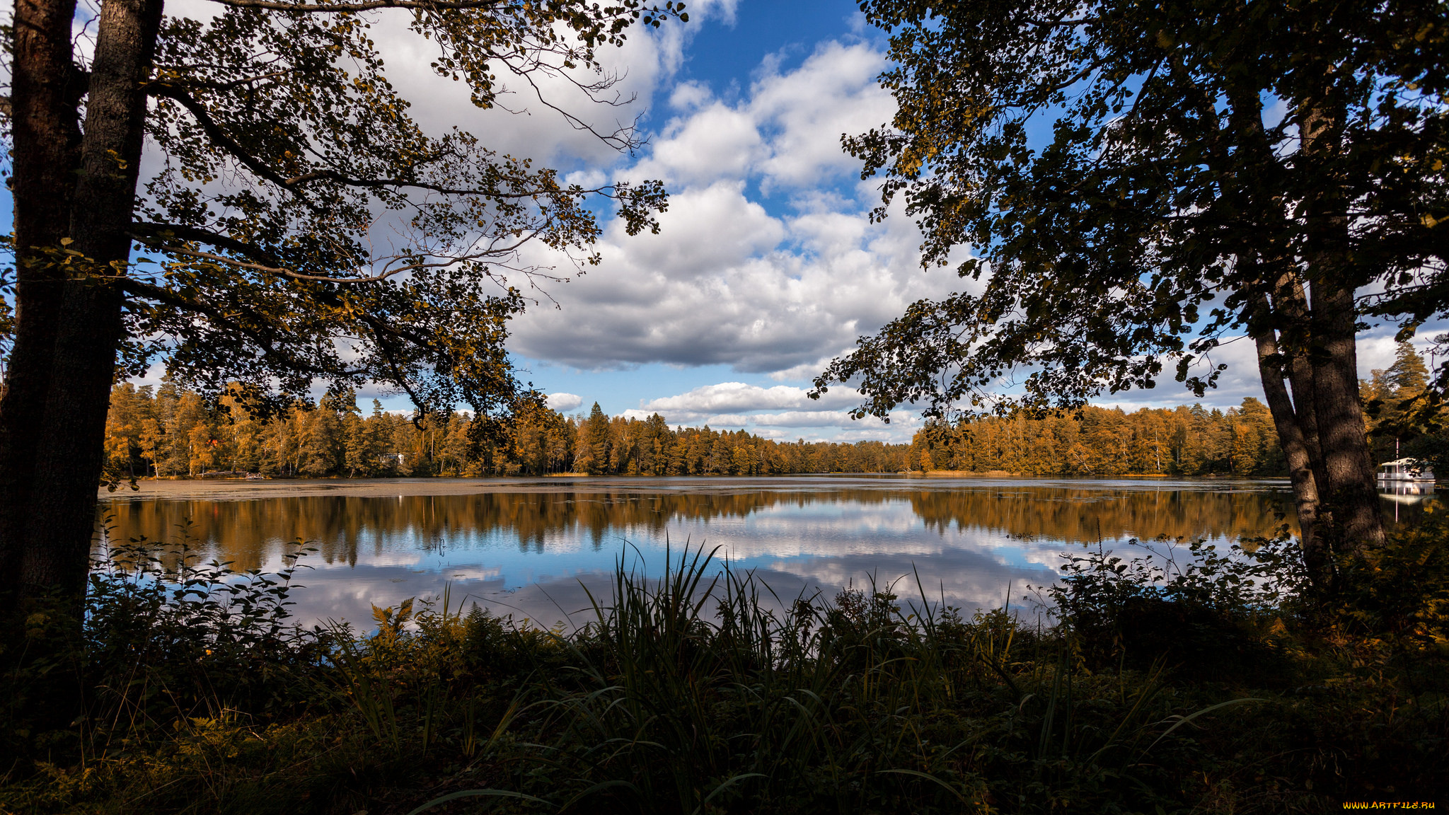 природа, реки, озера, лес, река