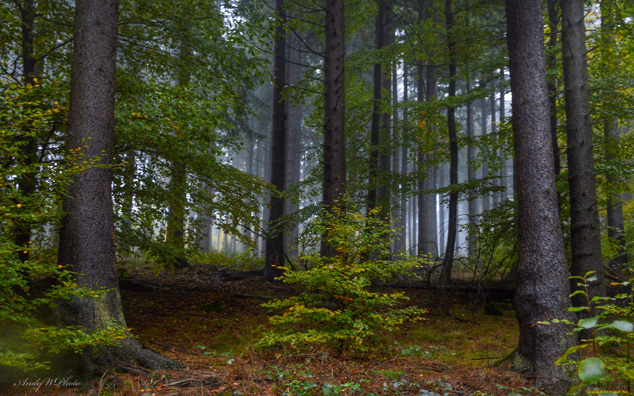 природа, лес, деревья