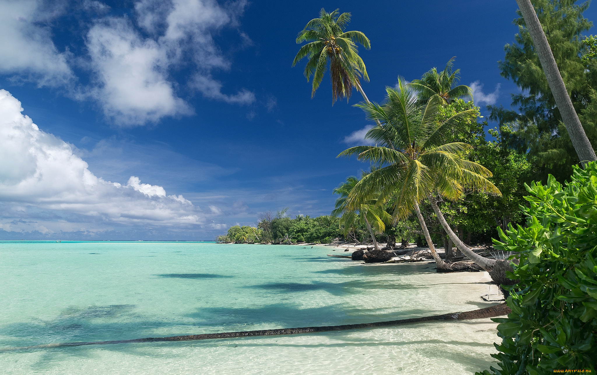 природа, тропики, курорт